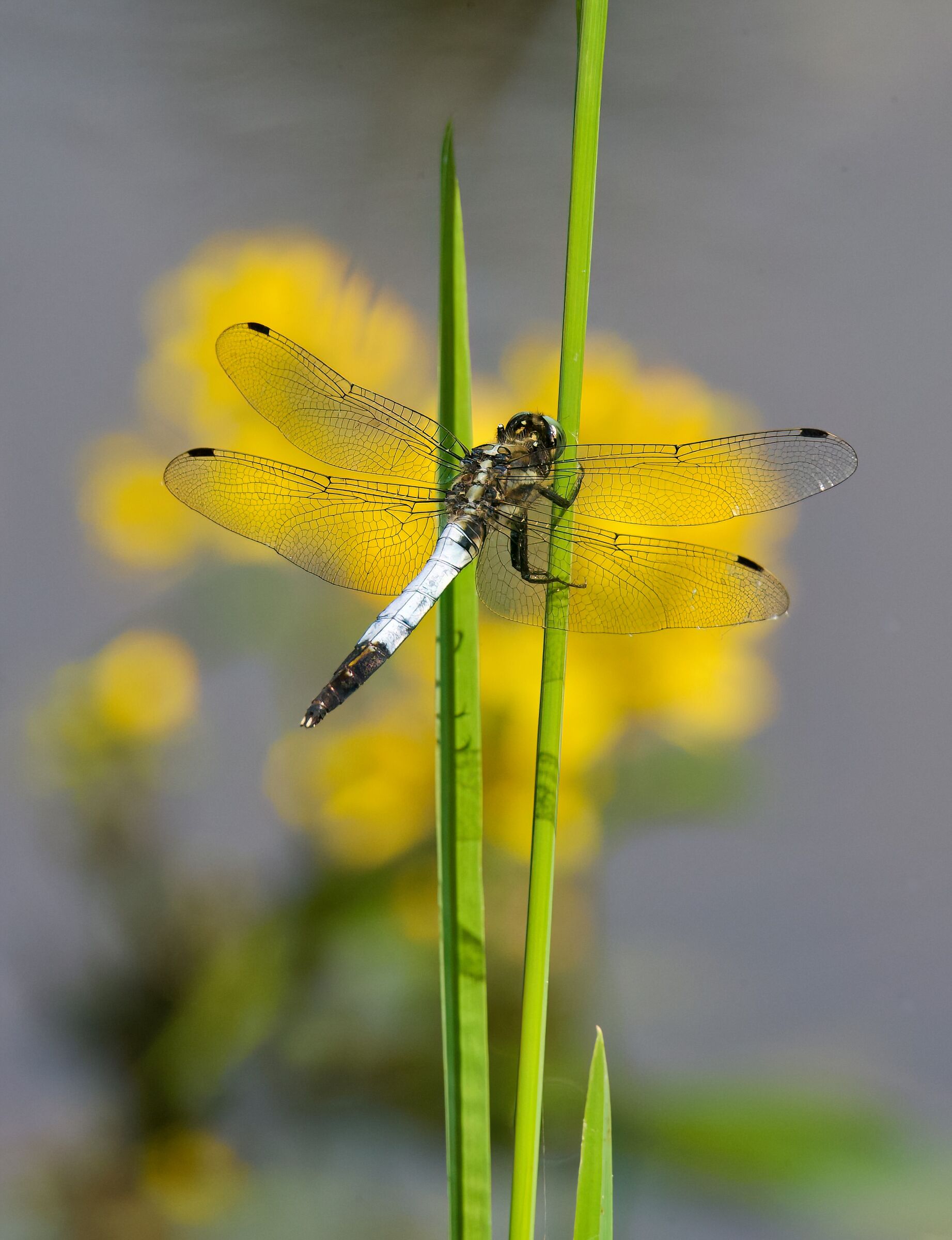 Orthetrum albistylum