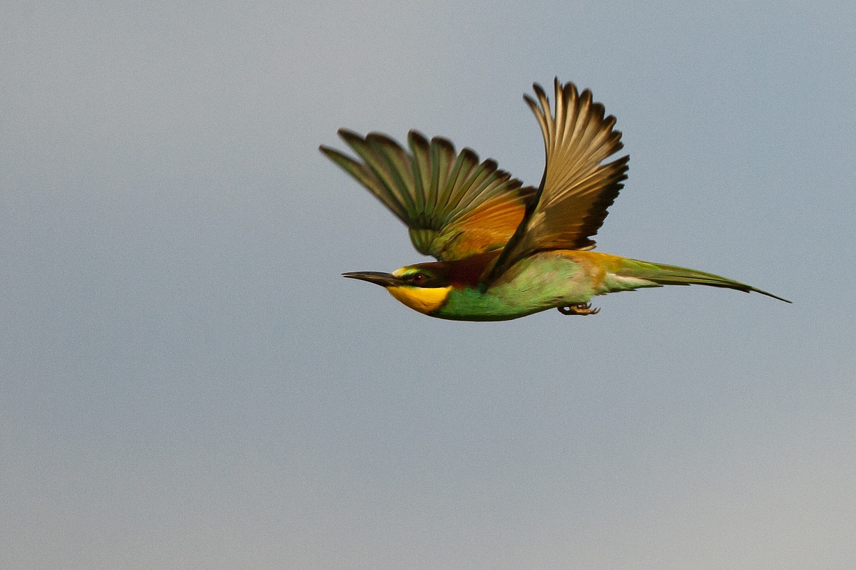 Bee-eaters