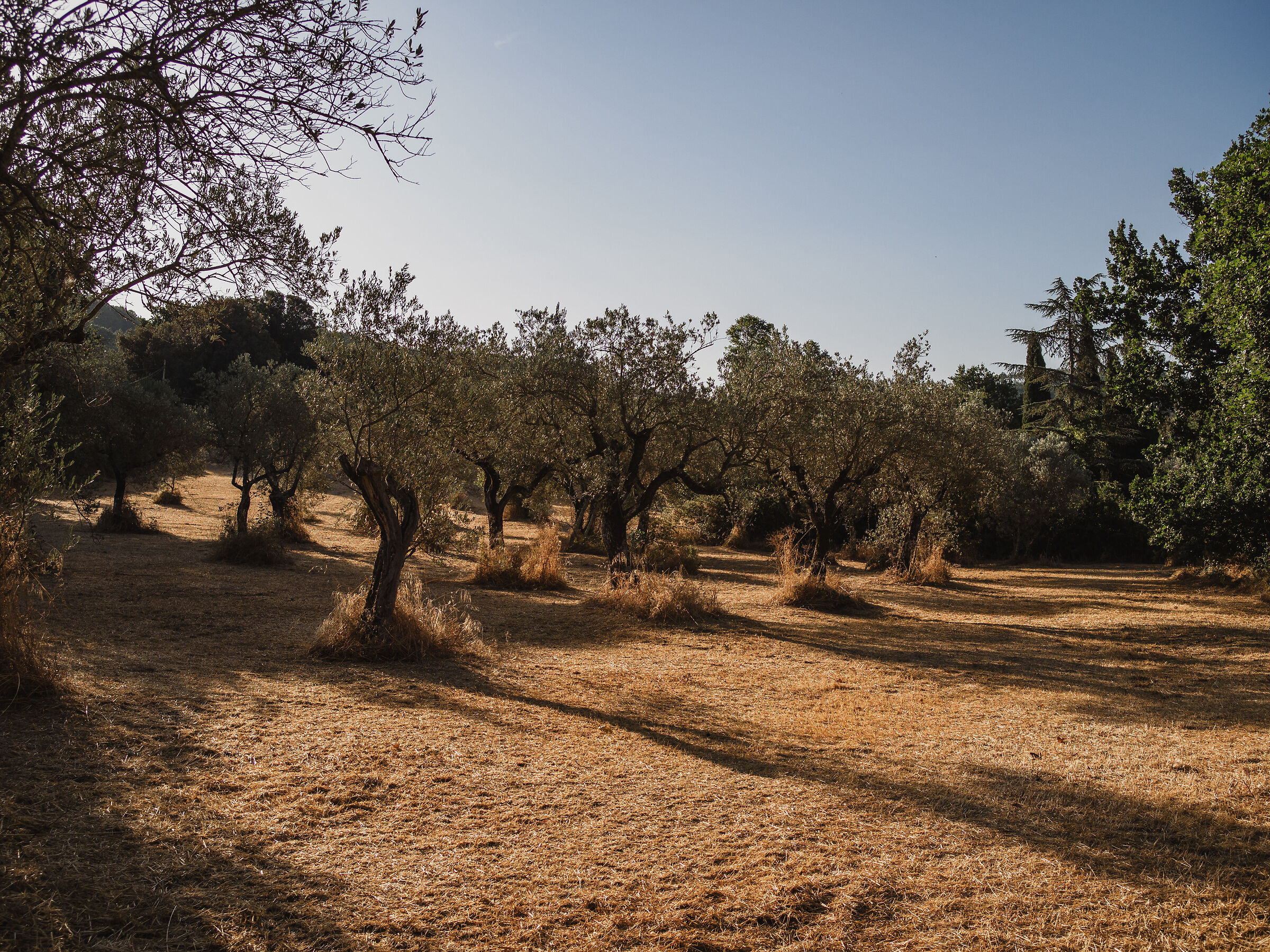 Olive trees at dawn