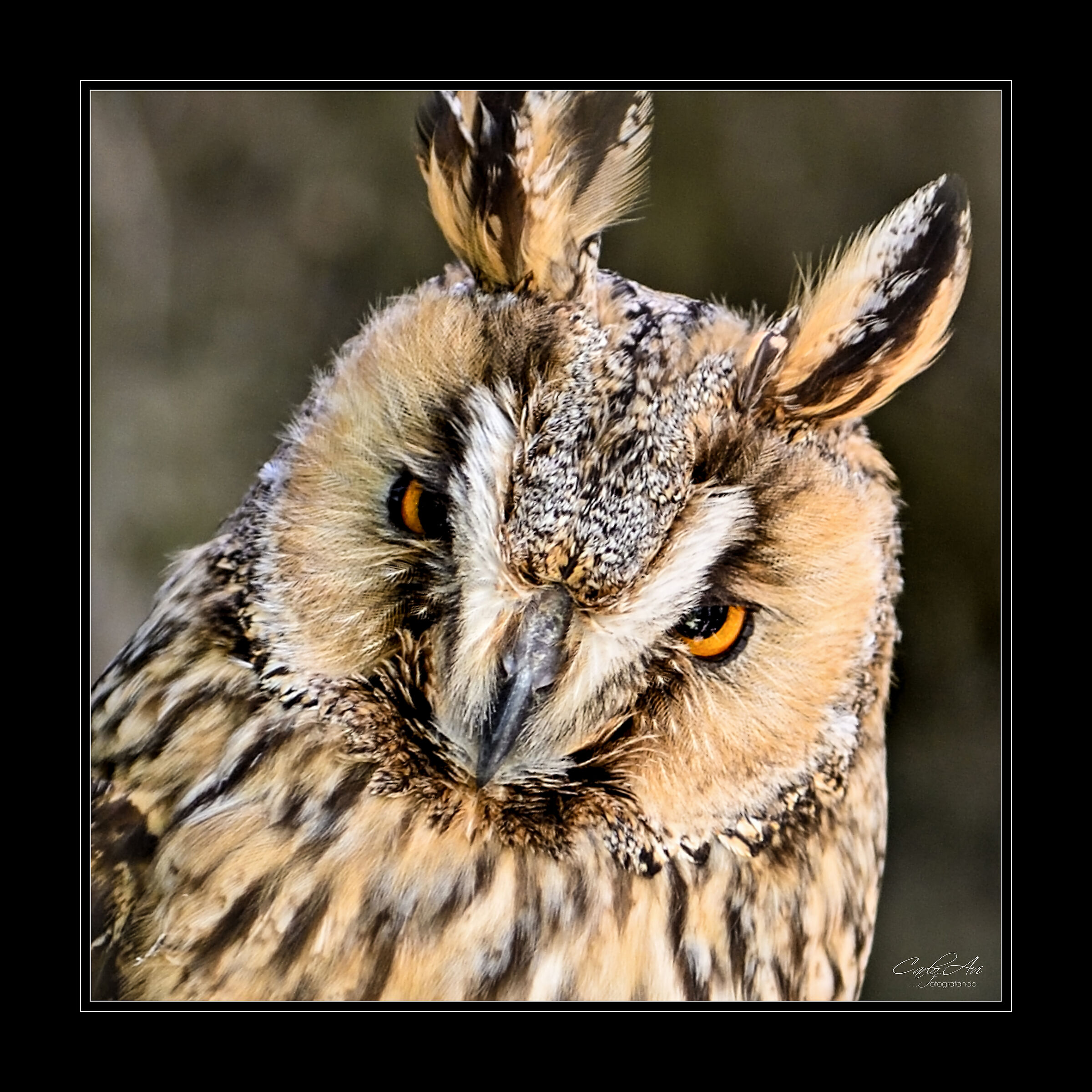 Owl comune_La Vallée, Introd