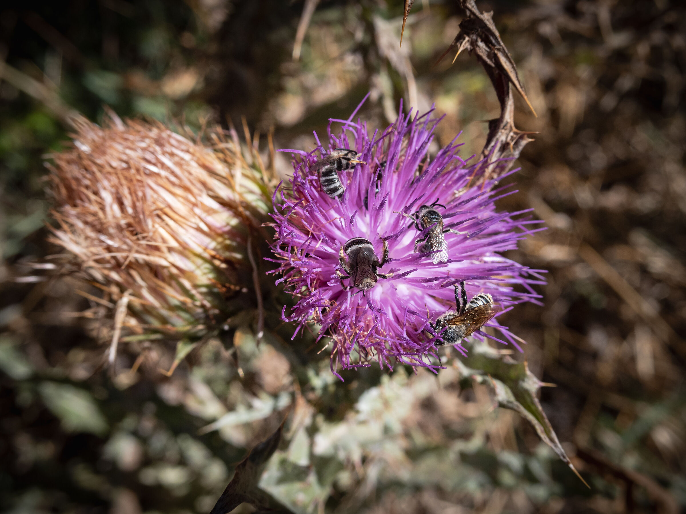 A thistle