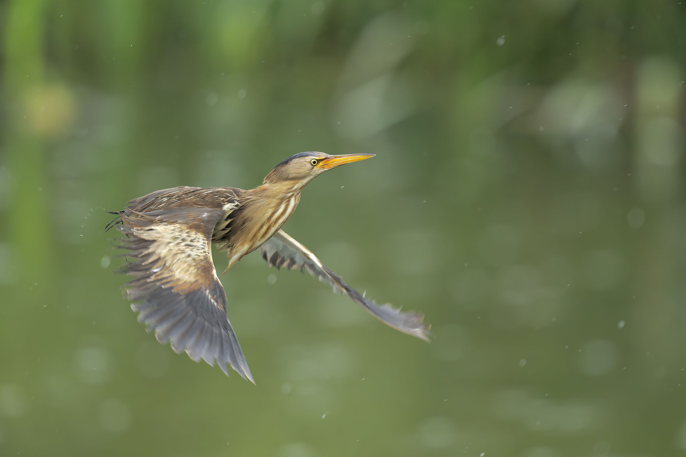 Volando sotto la pioggia