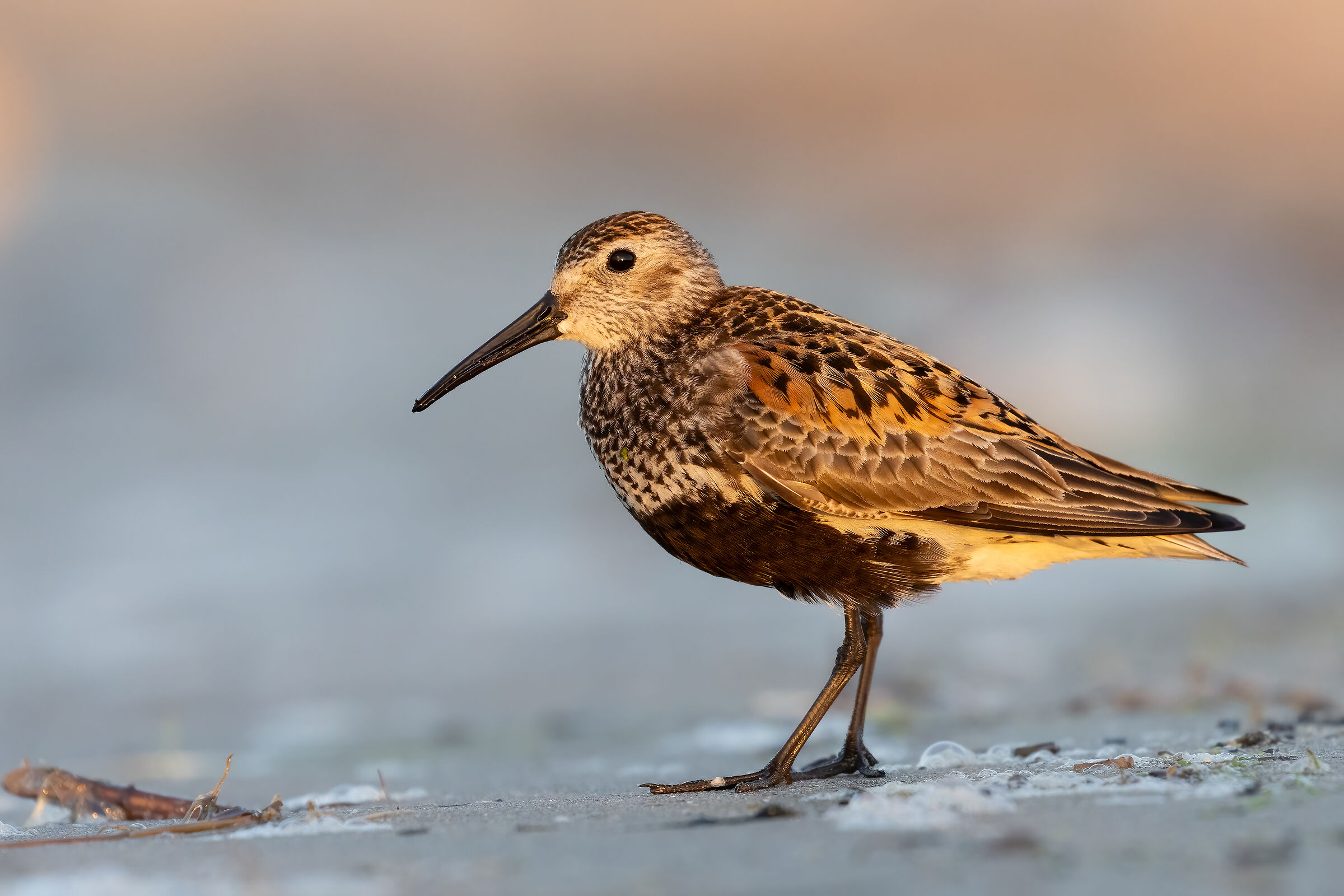 Calidris alpina