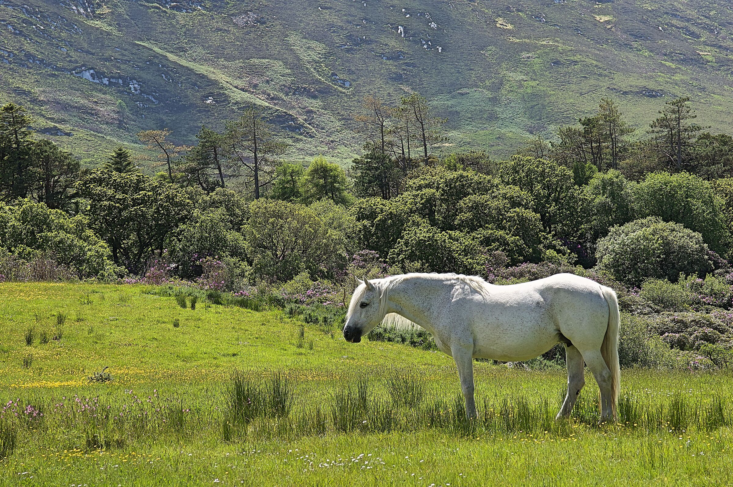 Withe horse