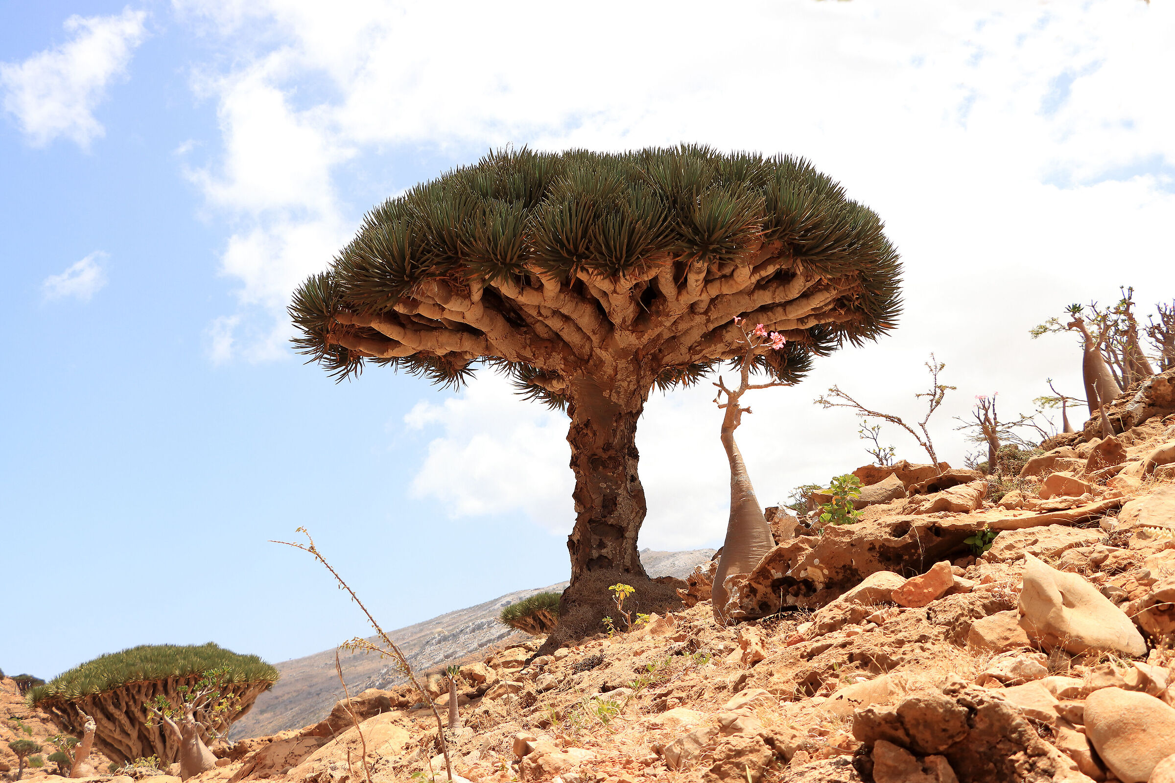 S O C O T R A - under your "umbrella"