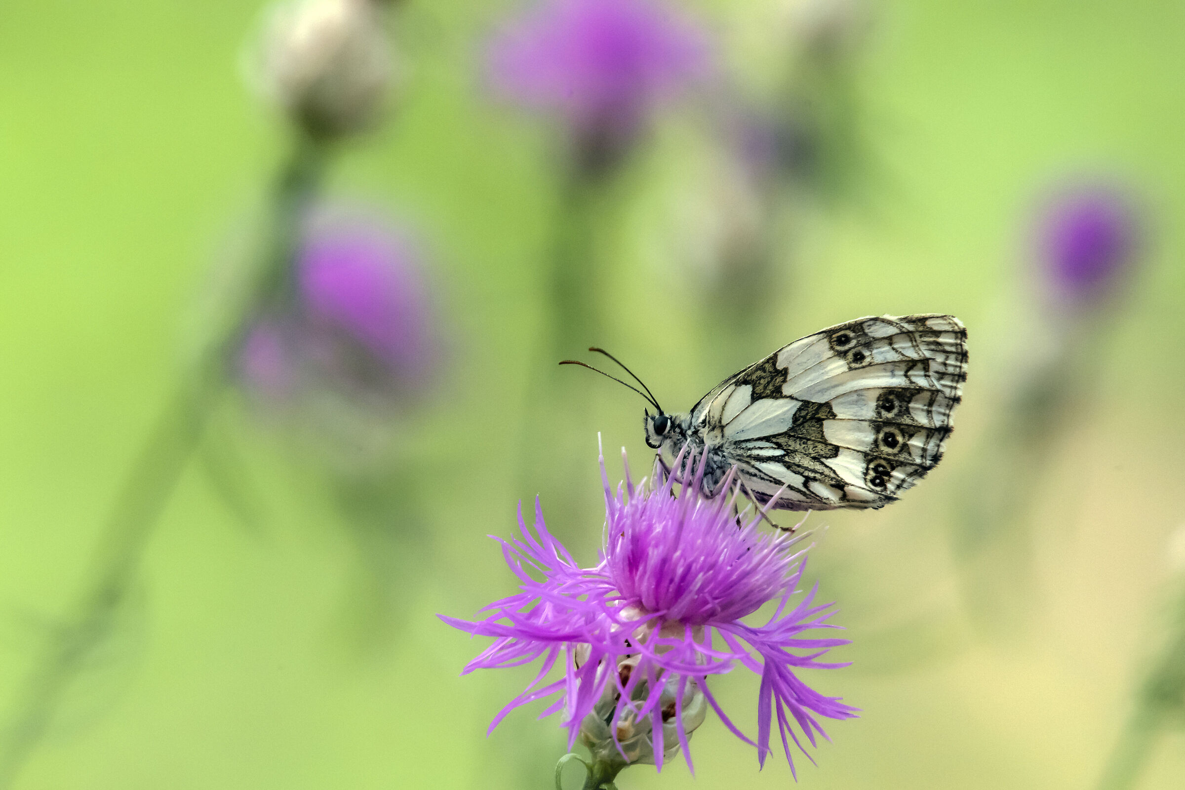 Telephoto macro