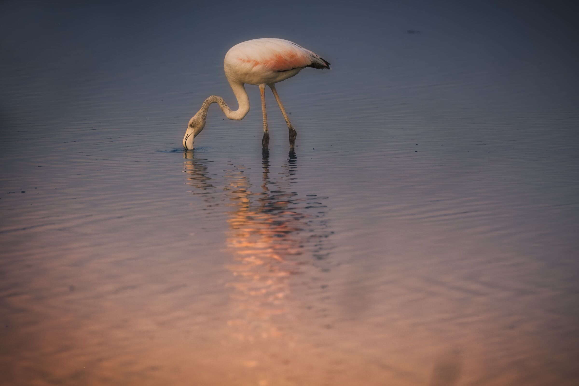 Fenicottero - Lio Piccolo