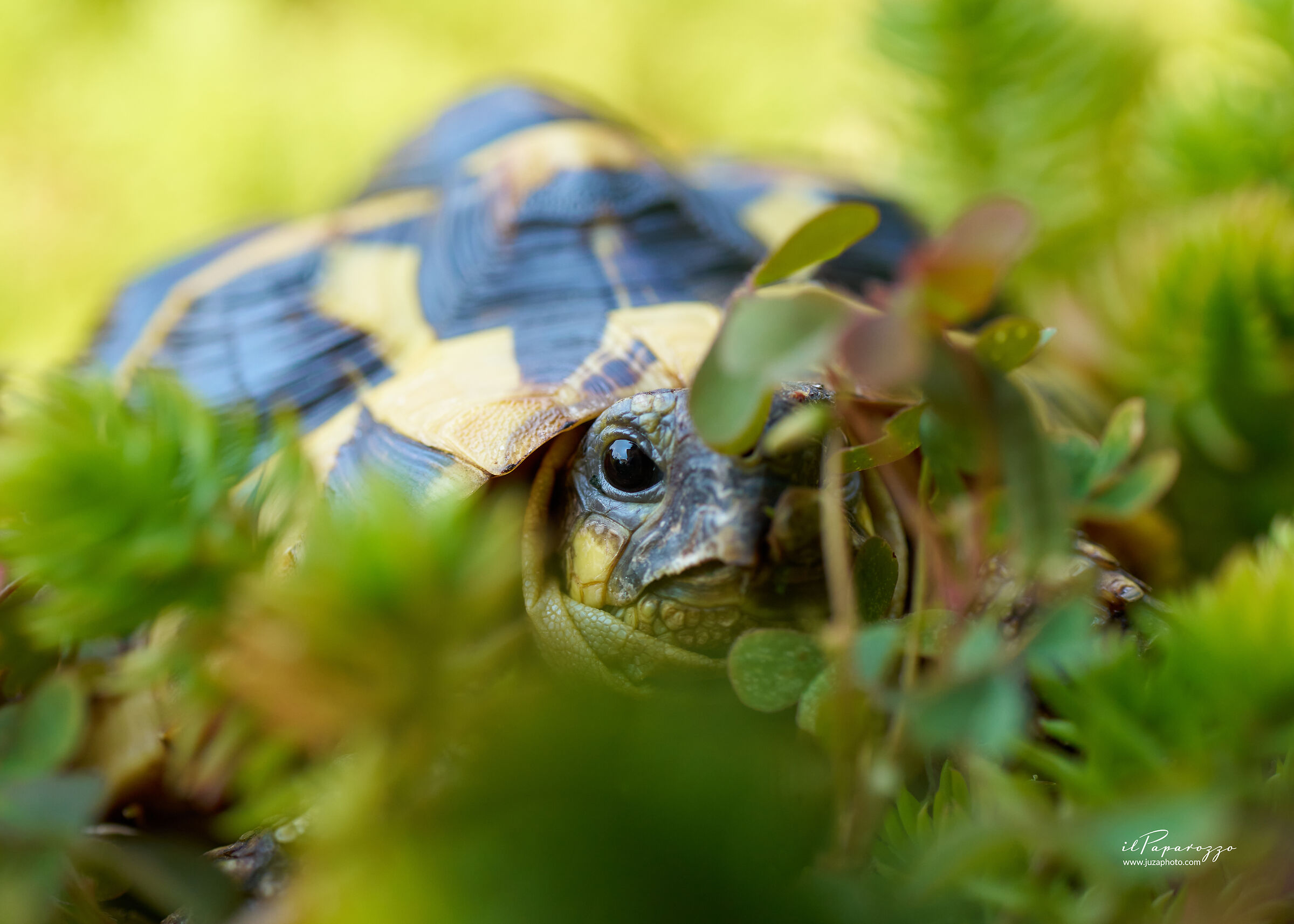 testudo hermanni