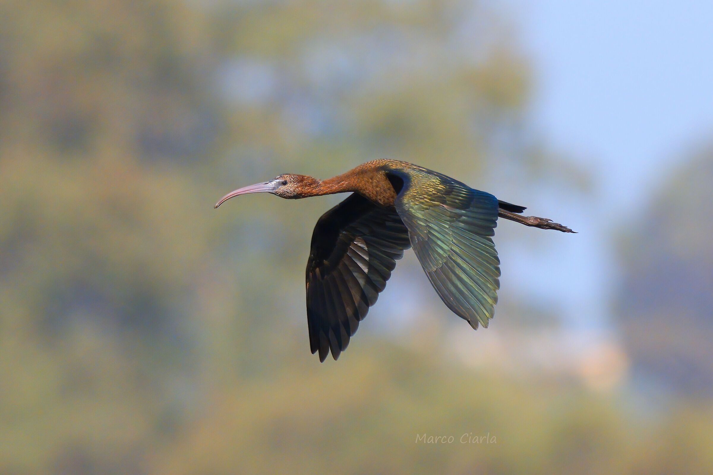 Glossy ibis (Plegadis falcinellus )