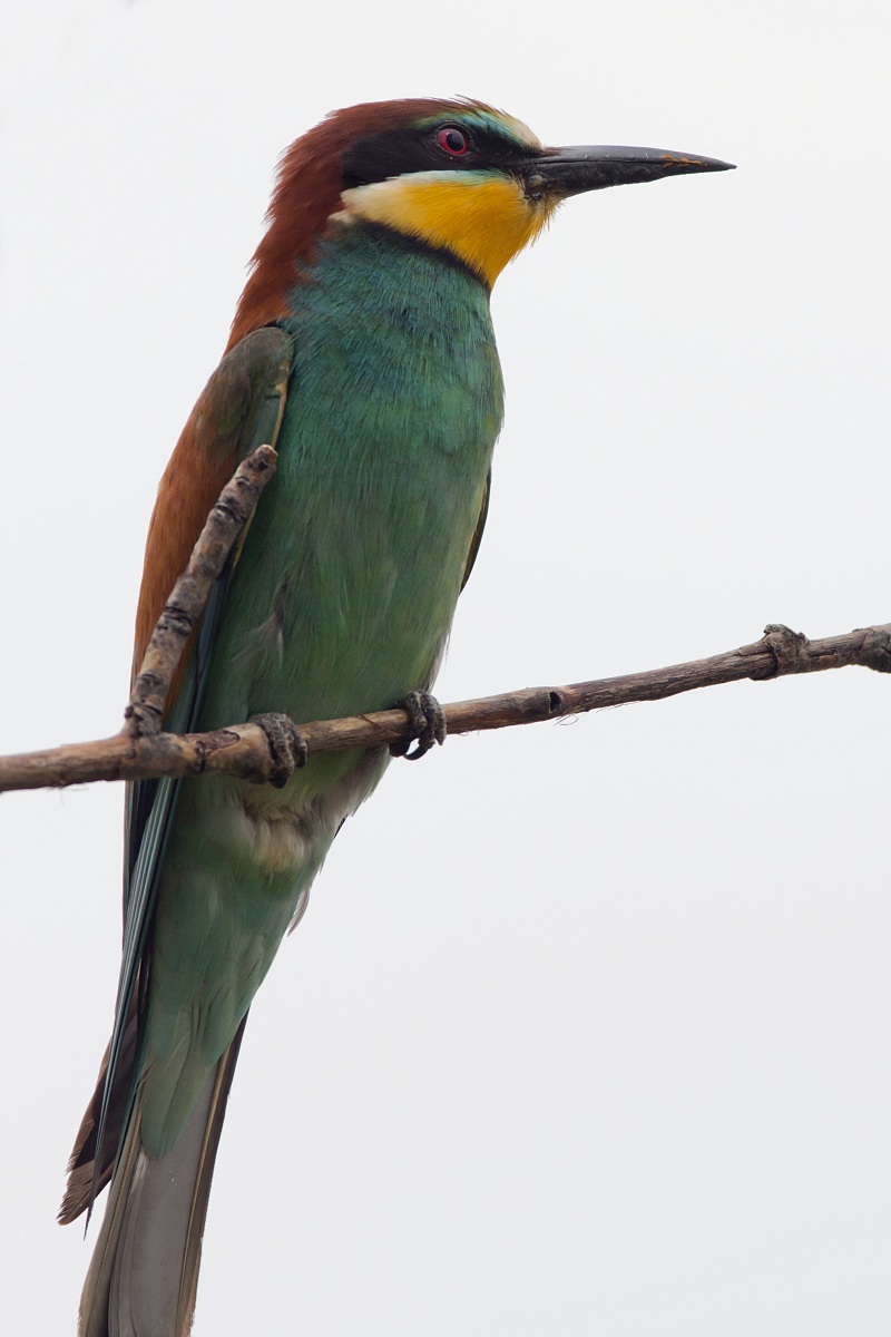 Bee-eaters
