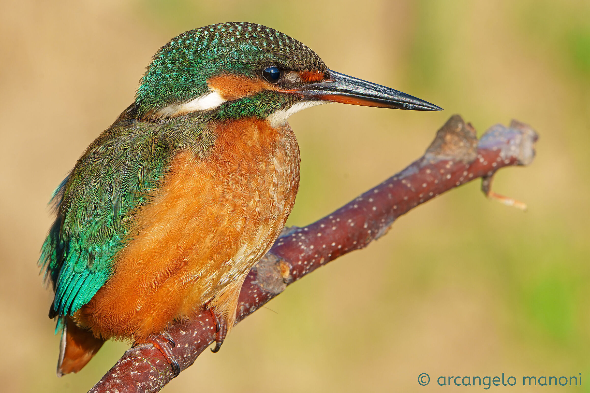 Il sole negli occhi della martina