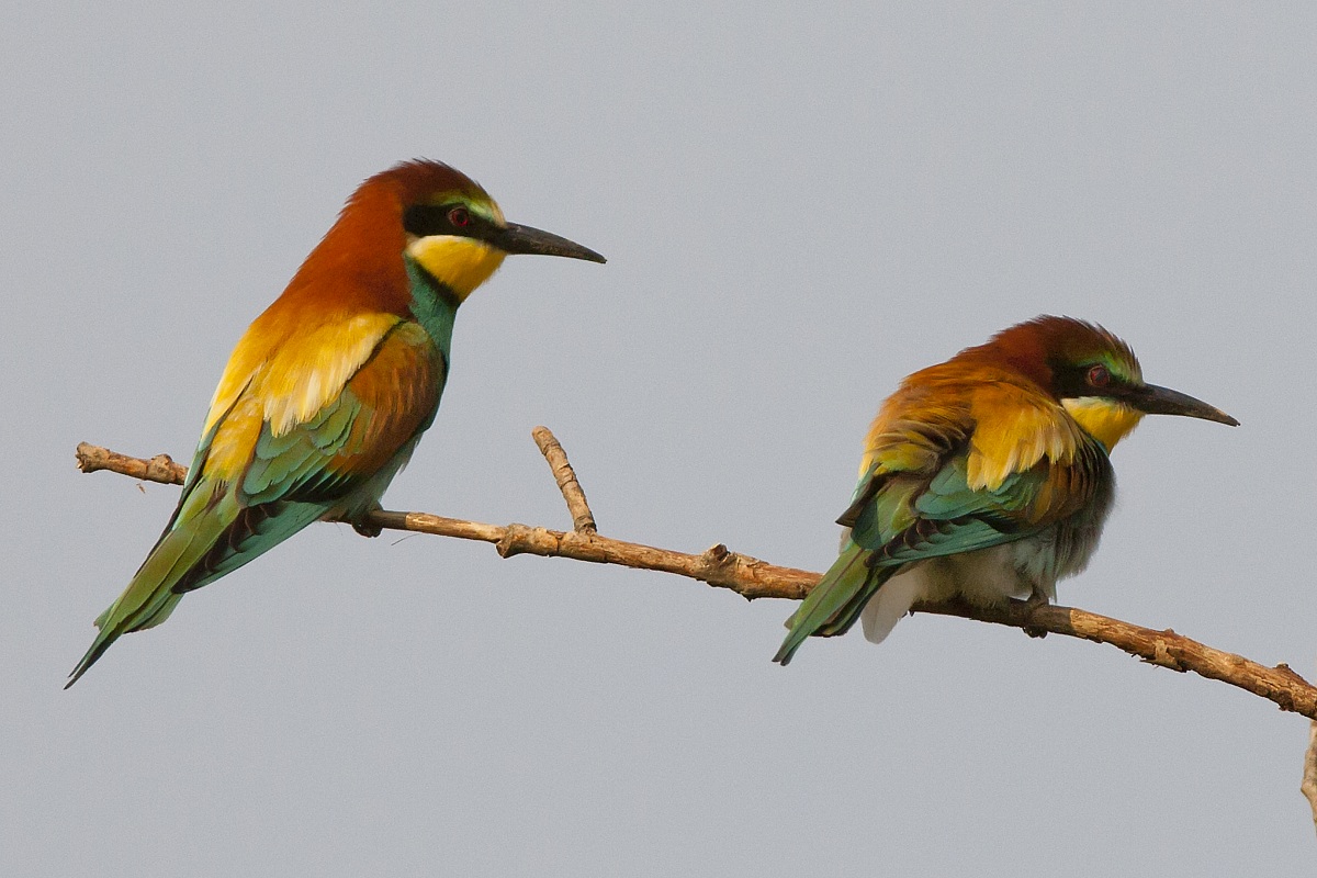 Bee-eaters