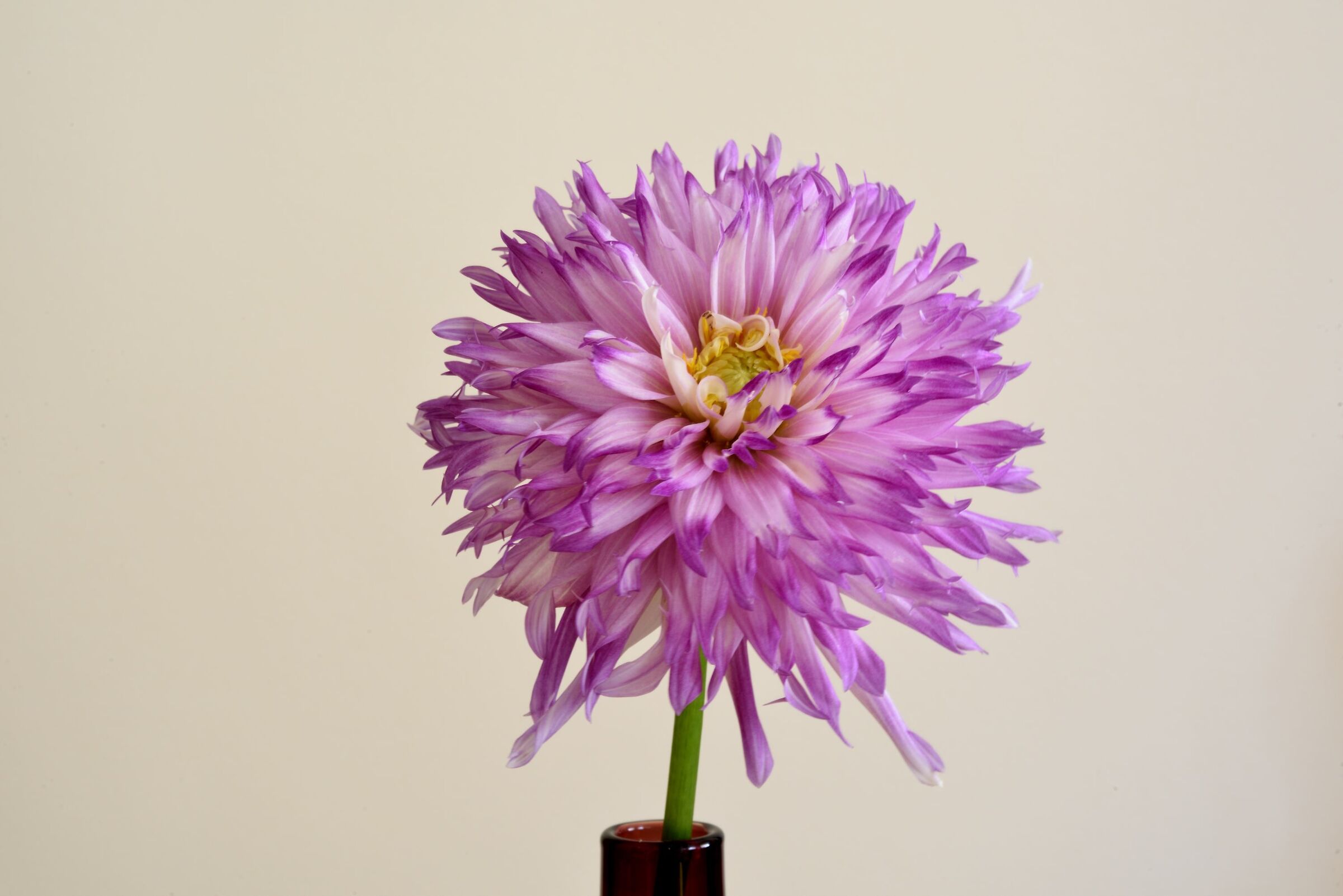 Dahlia