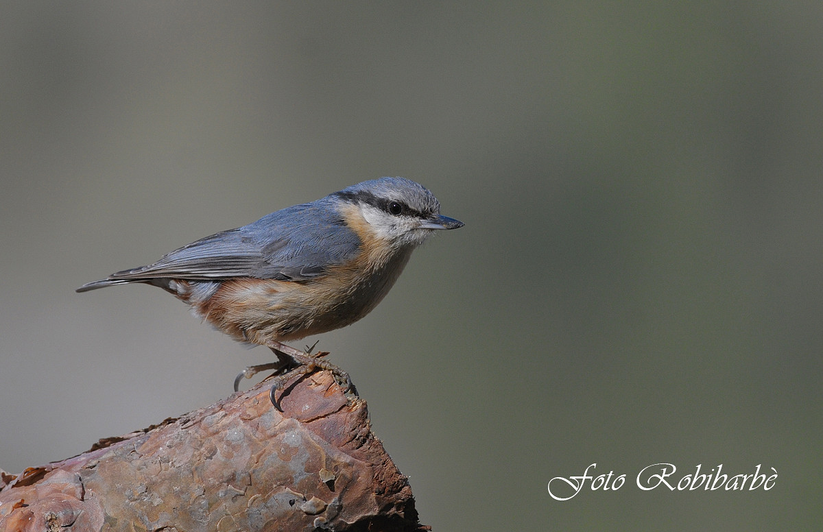 Picchio muratore.....