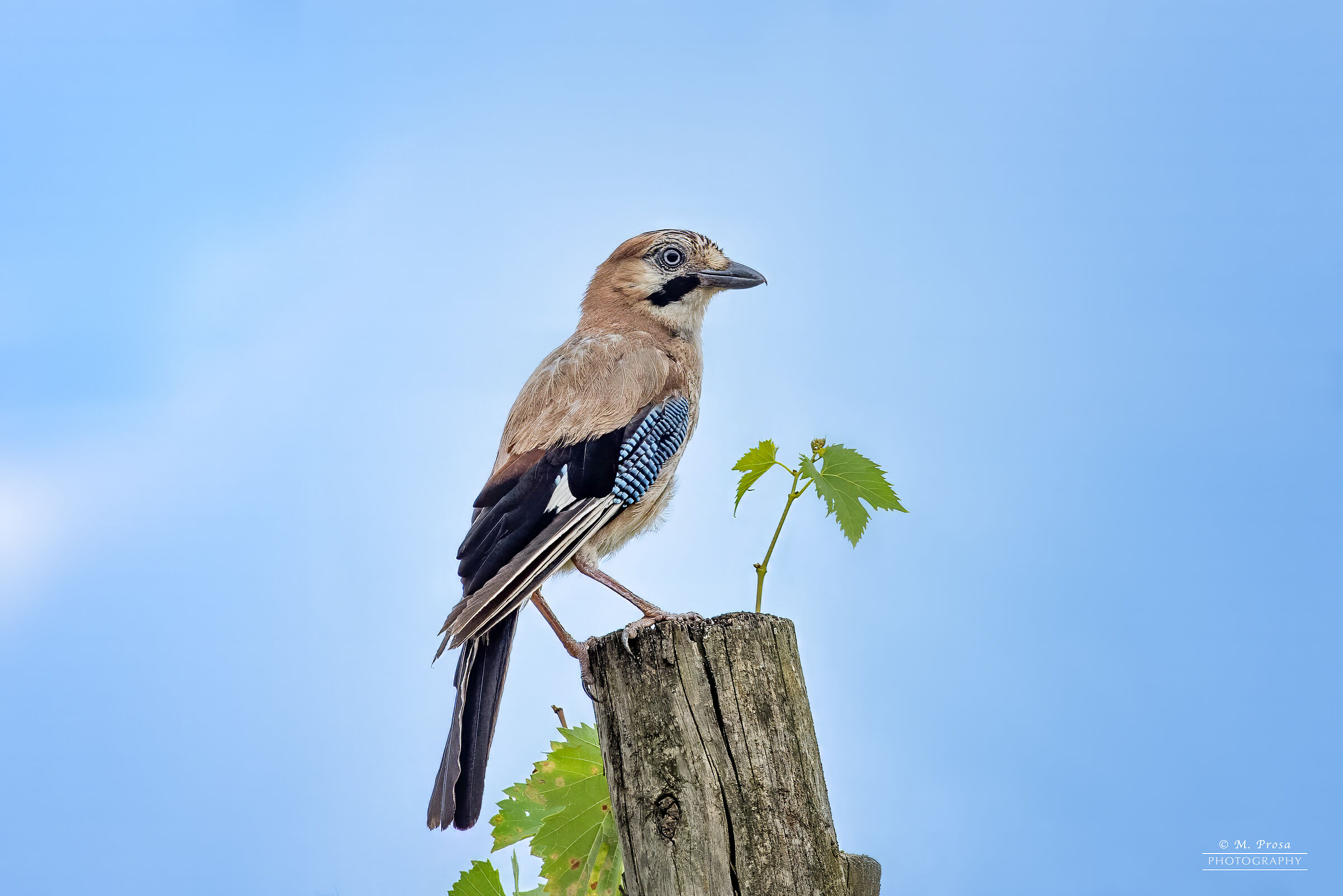 Jay at 300 mm