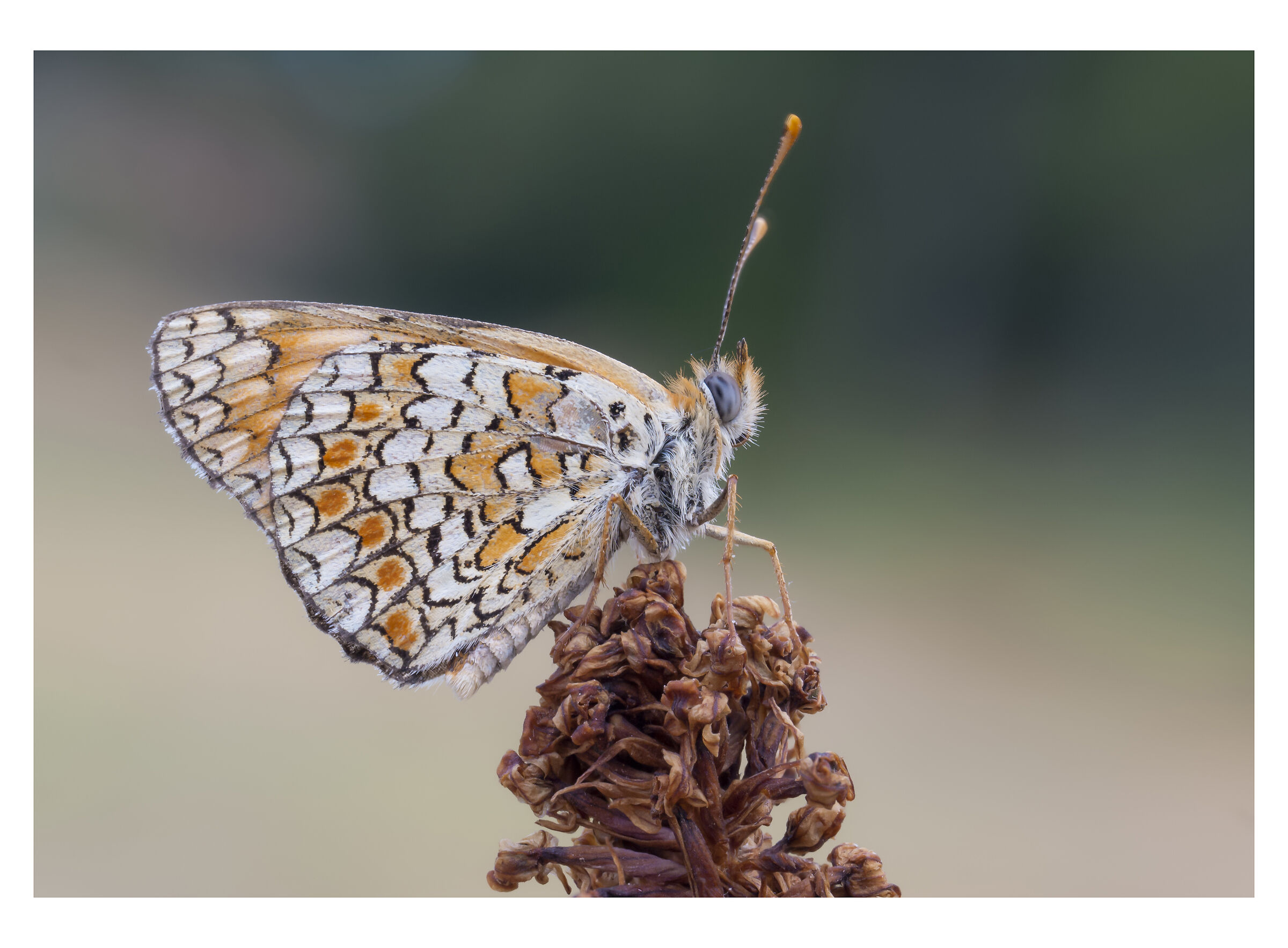 Melitaea 1