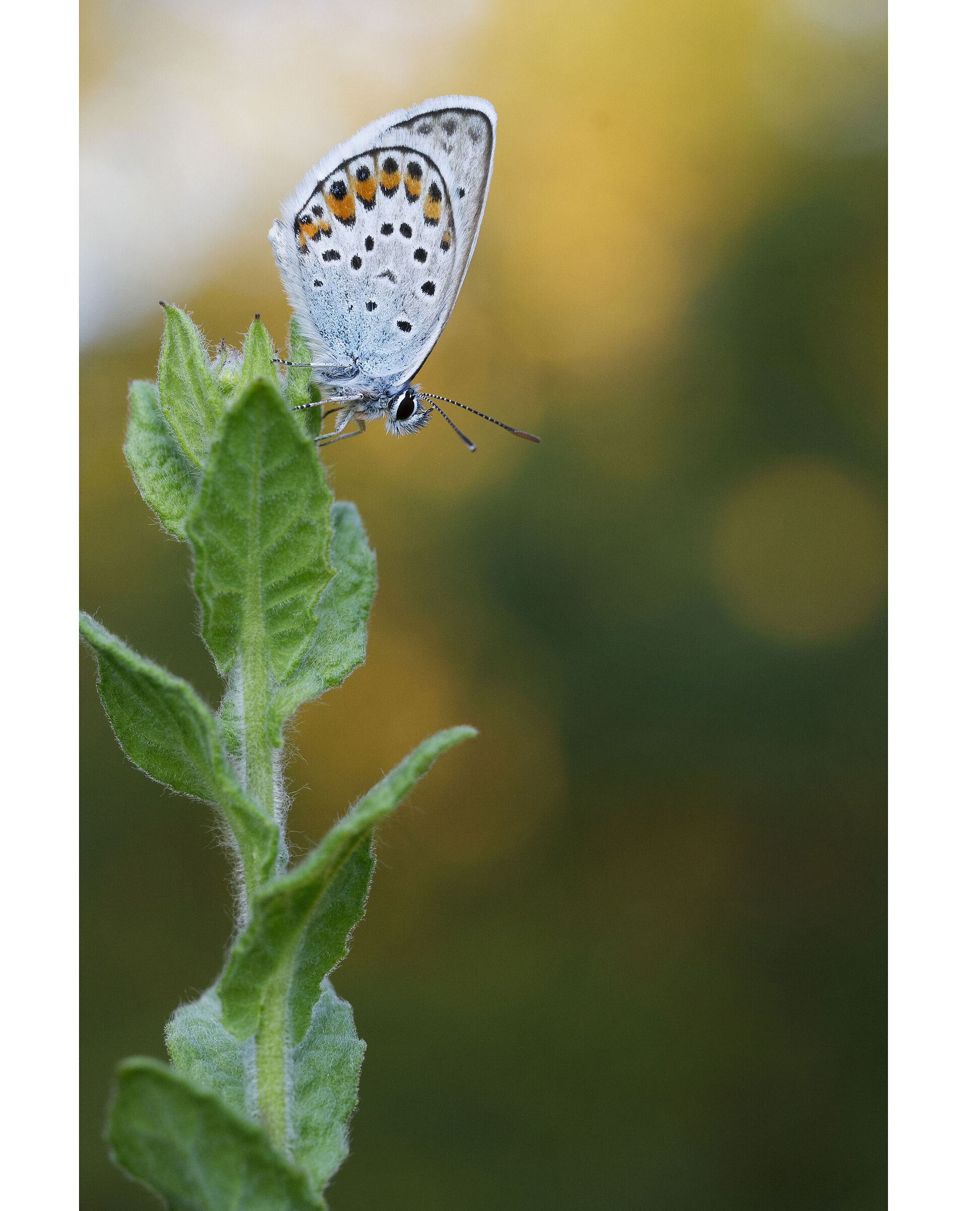 Plebejus 1