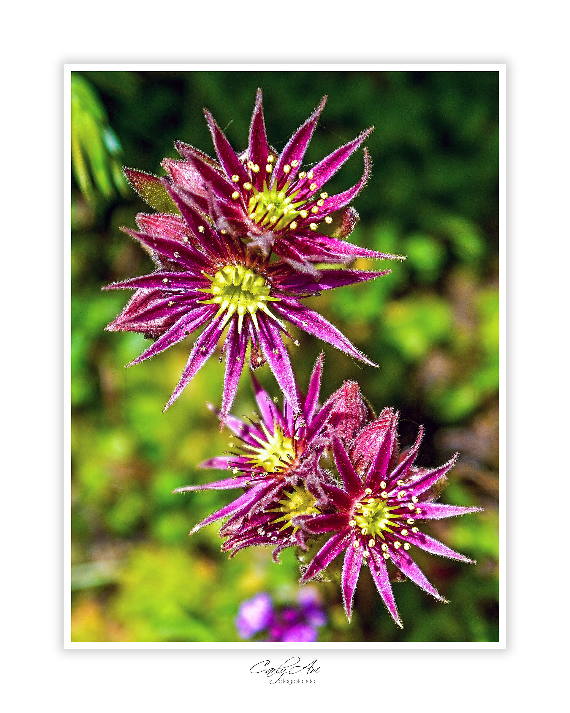 Sempervivum montanum