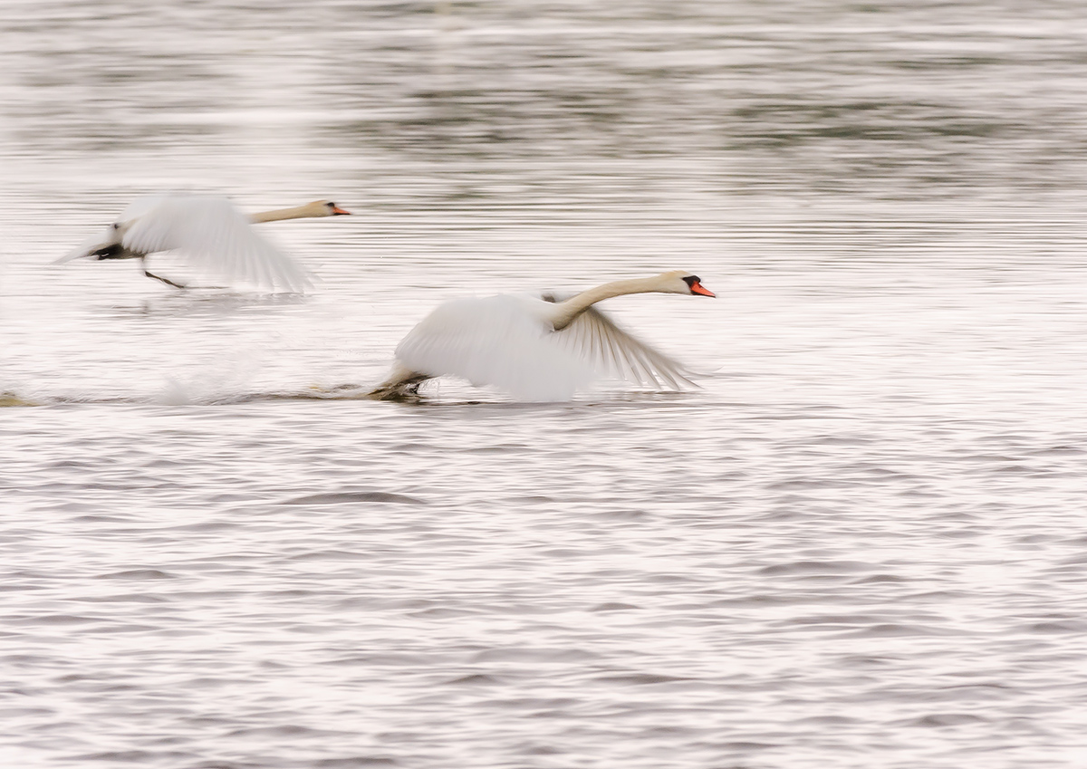Dynamic swans 1