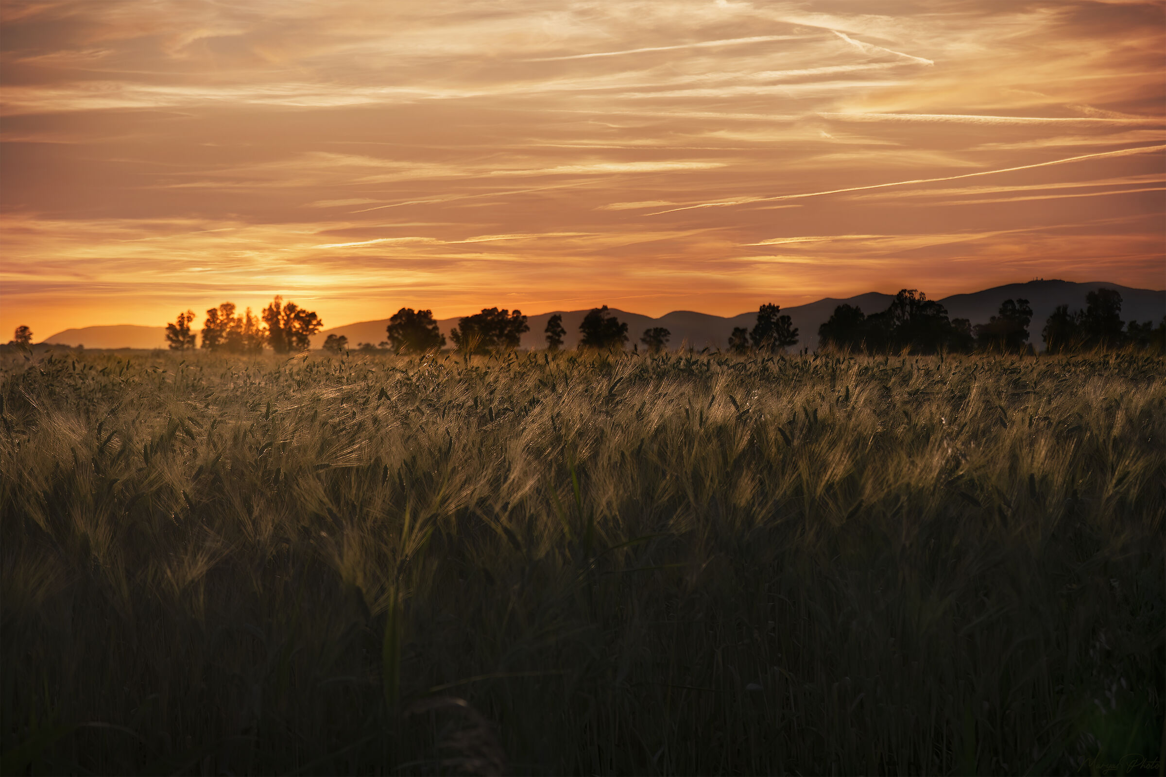 Ears of corn at sunset
