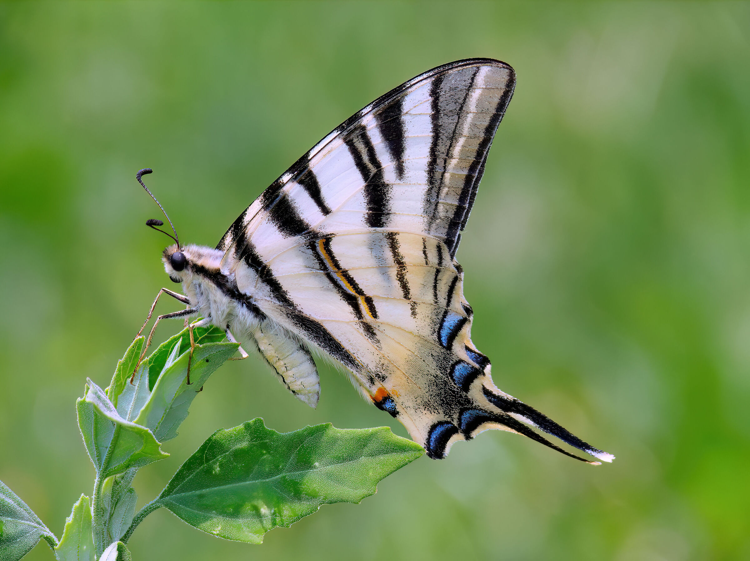 Scarce swallowtail
