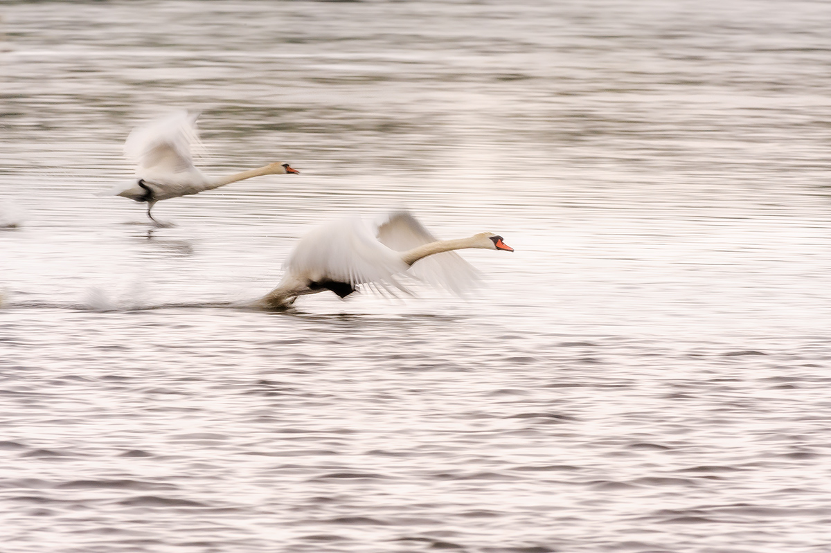 Dynamic swans 2