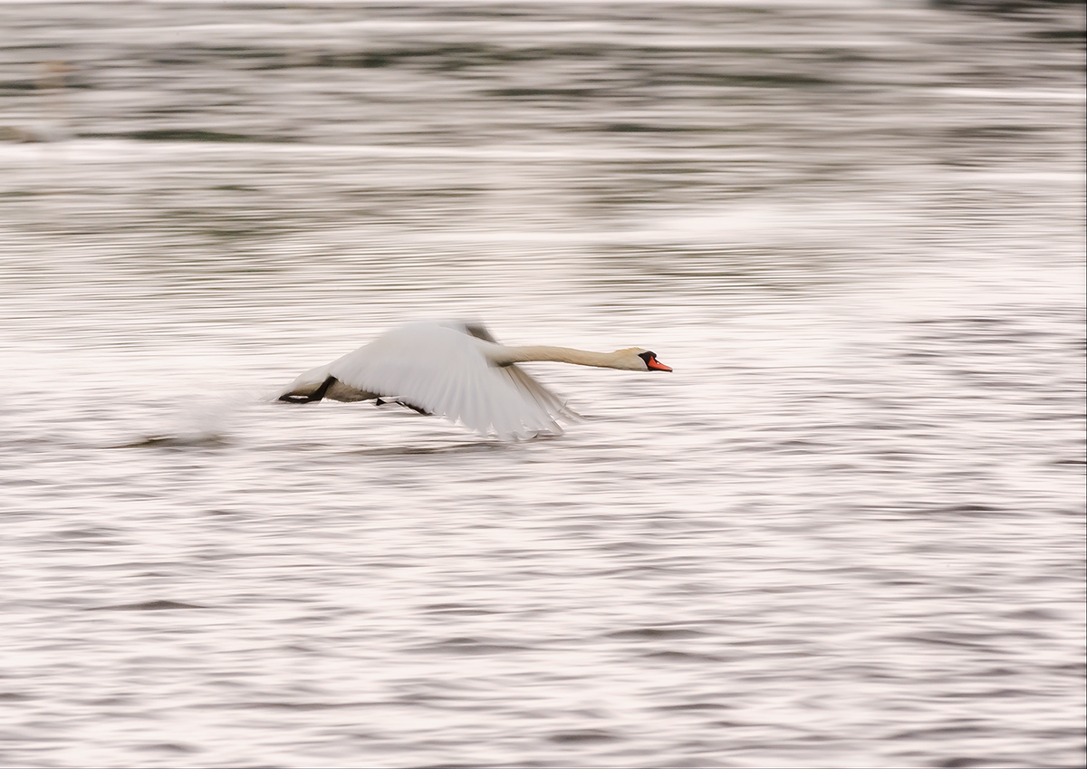 Dynamic swans 3