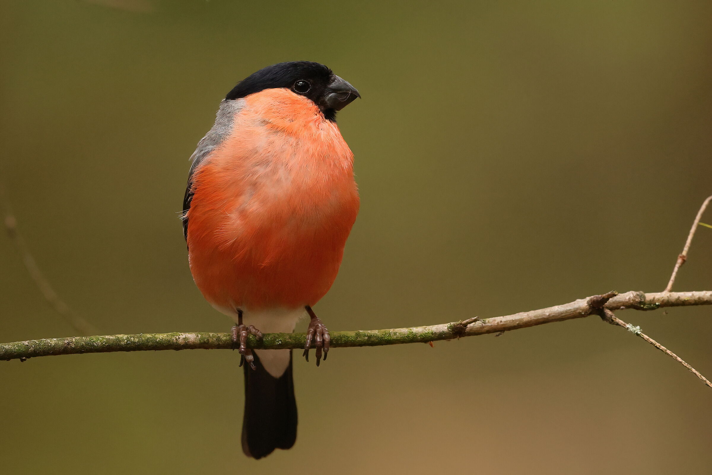 Eurasian bullfinch