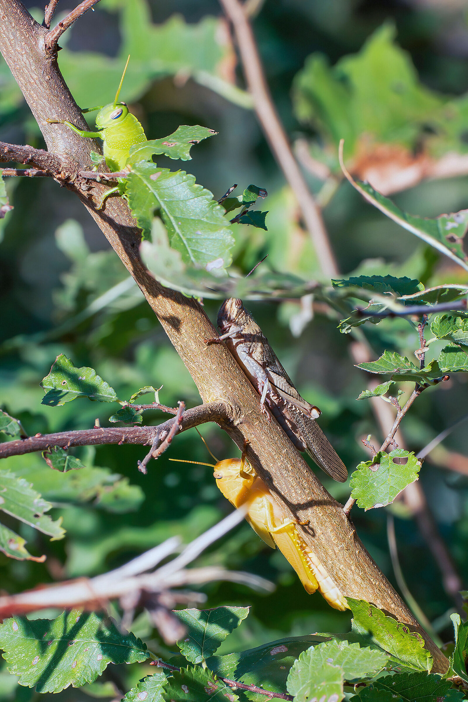 Anacridium aegyptium (Egyptian locust) of various colors
