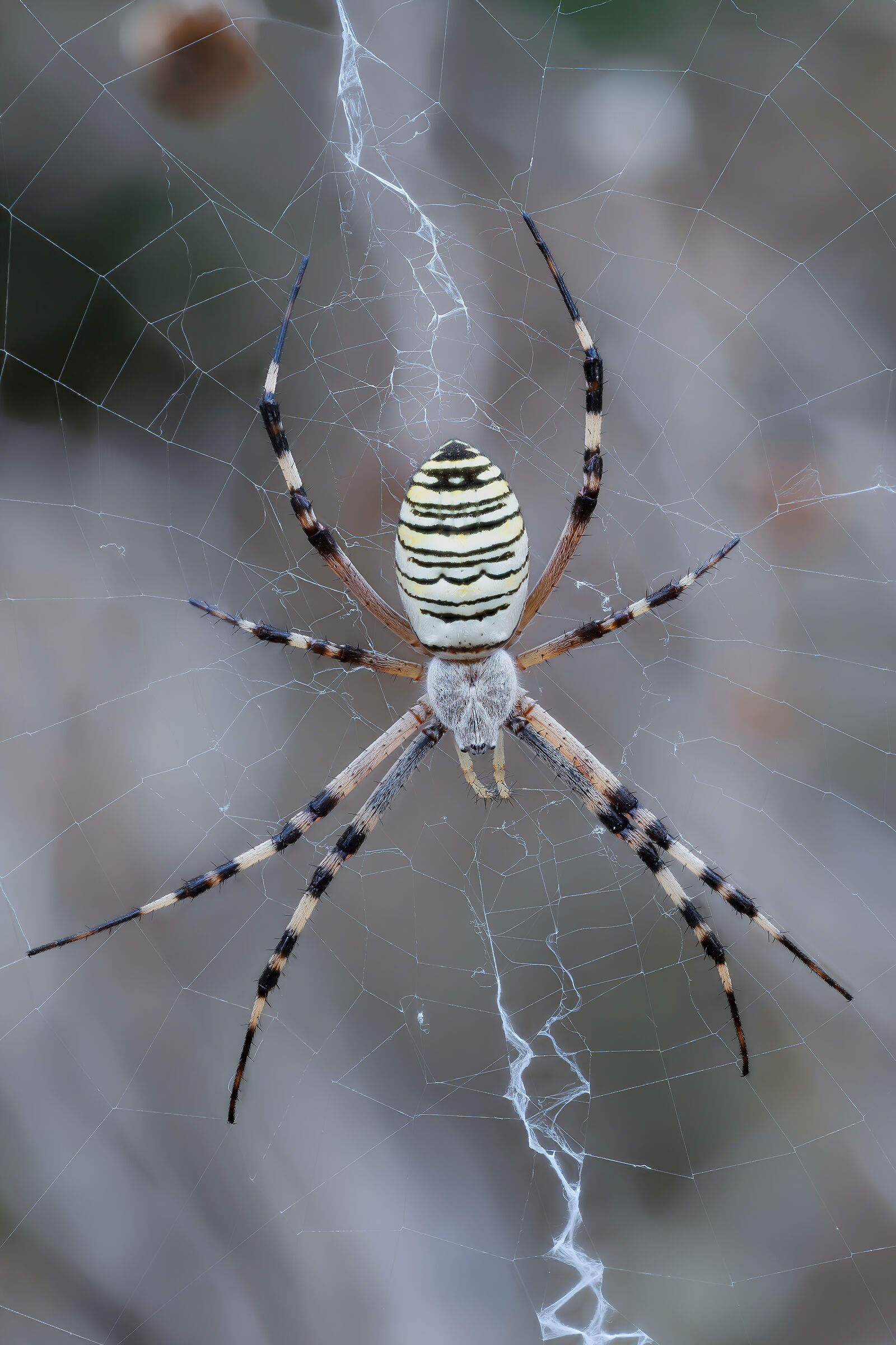 Argiope bruennichi
