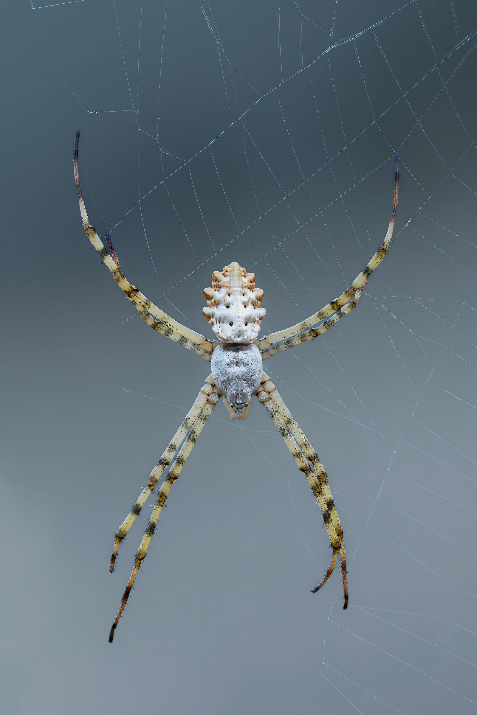 Argiope lobata
