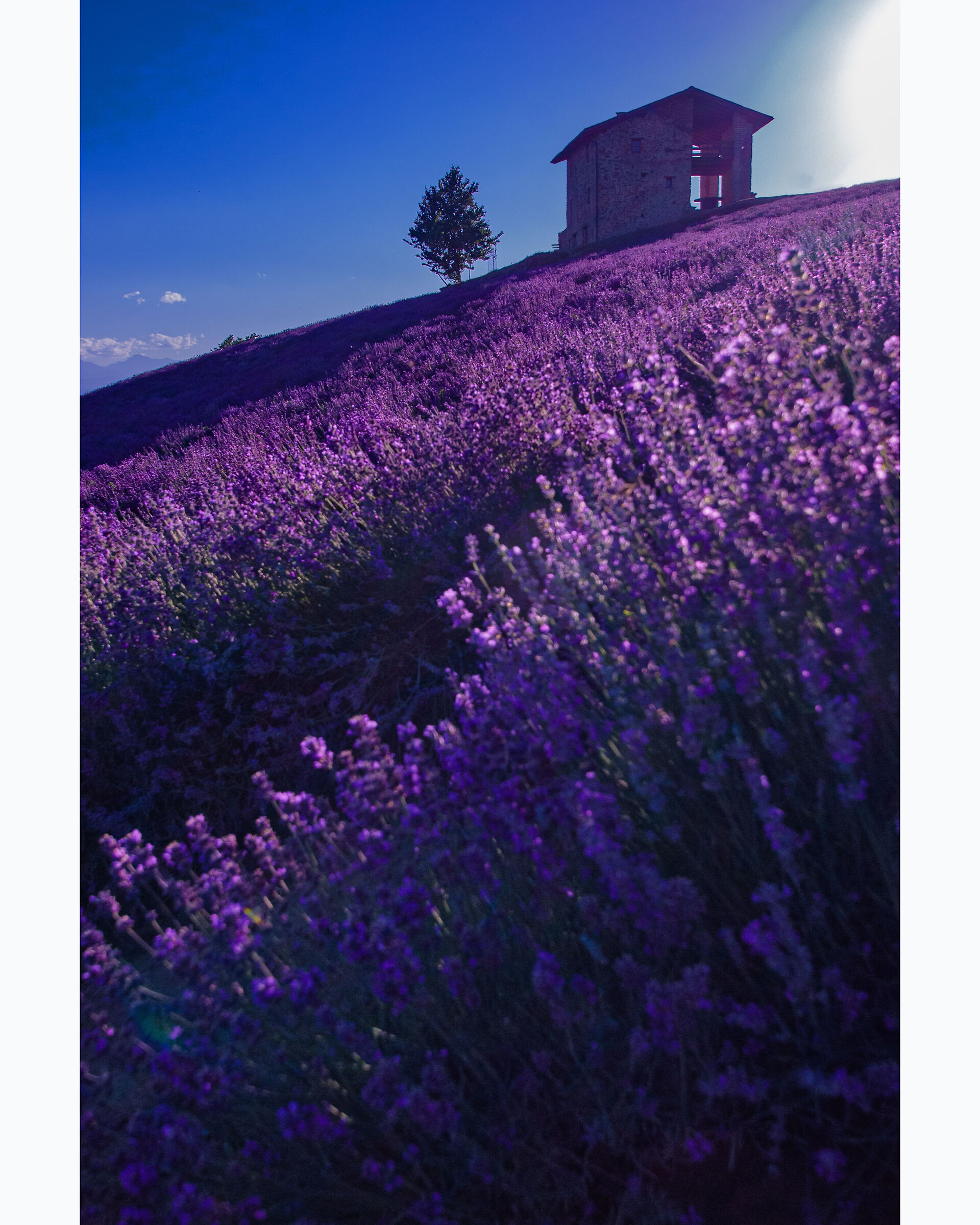 Sale S. Giovanni _ Lavanda
