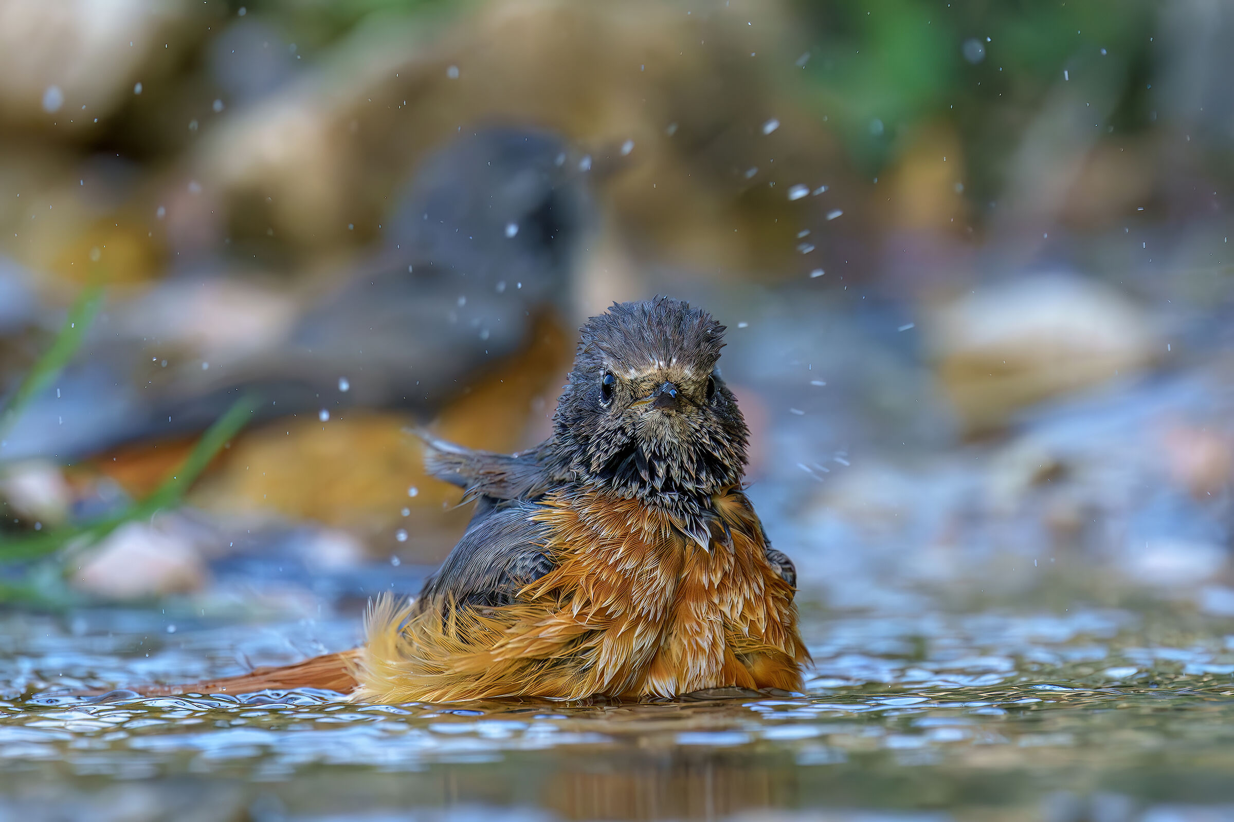 Young Redstart