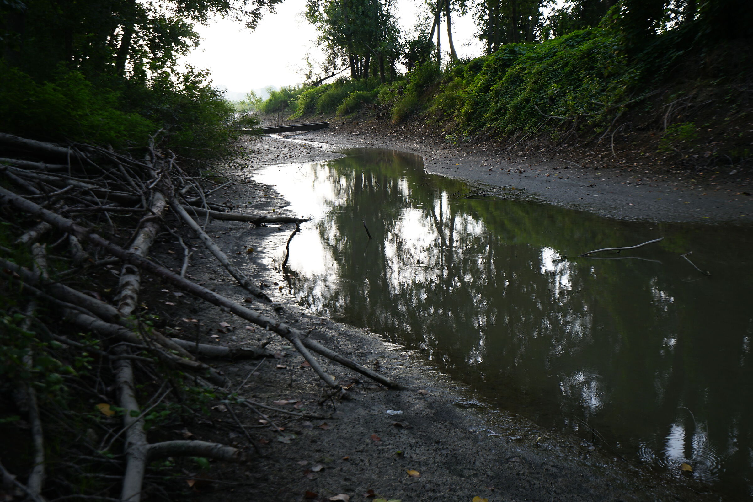 Stamattina presto nel bosco lungo il Po