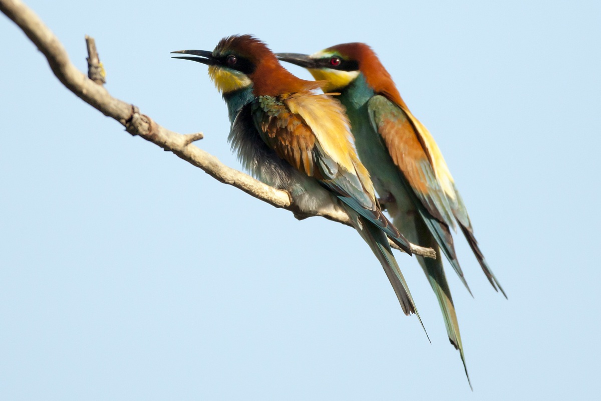 Bee-eaters