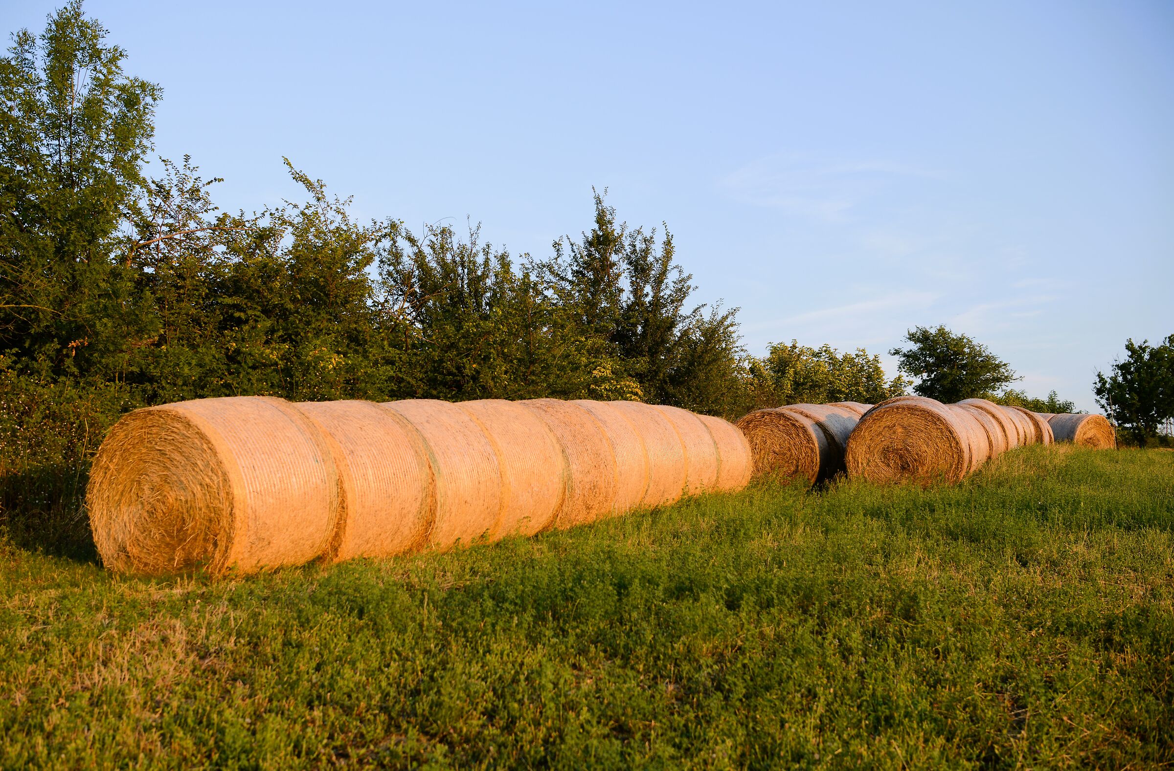 Bales of hay in Montecalvo
