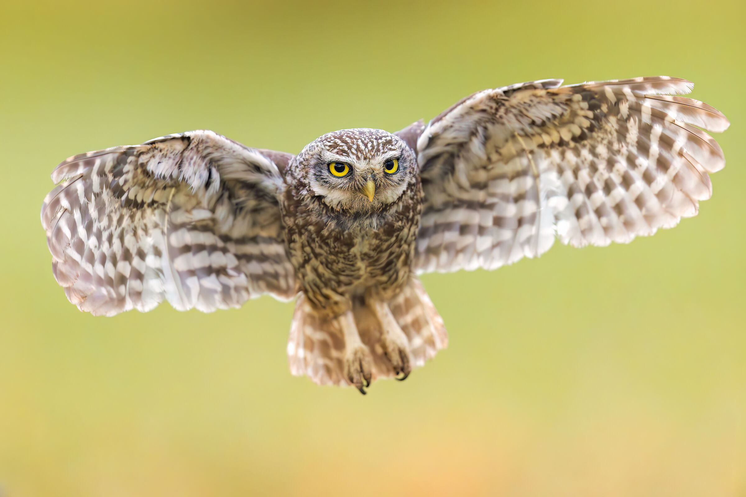 The Last Flight of the Night (Civetta)