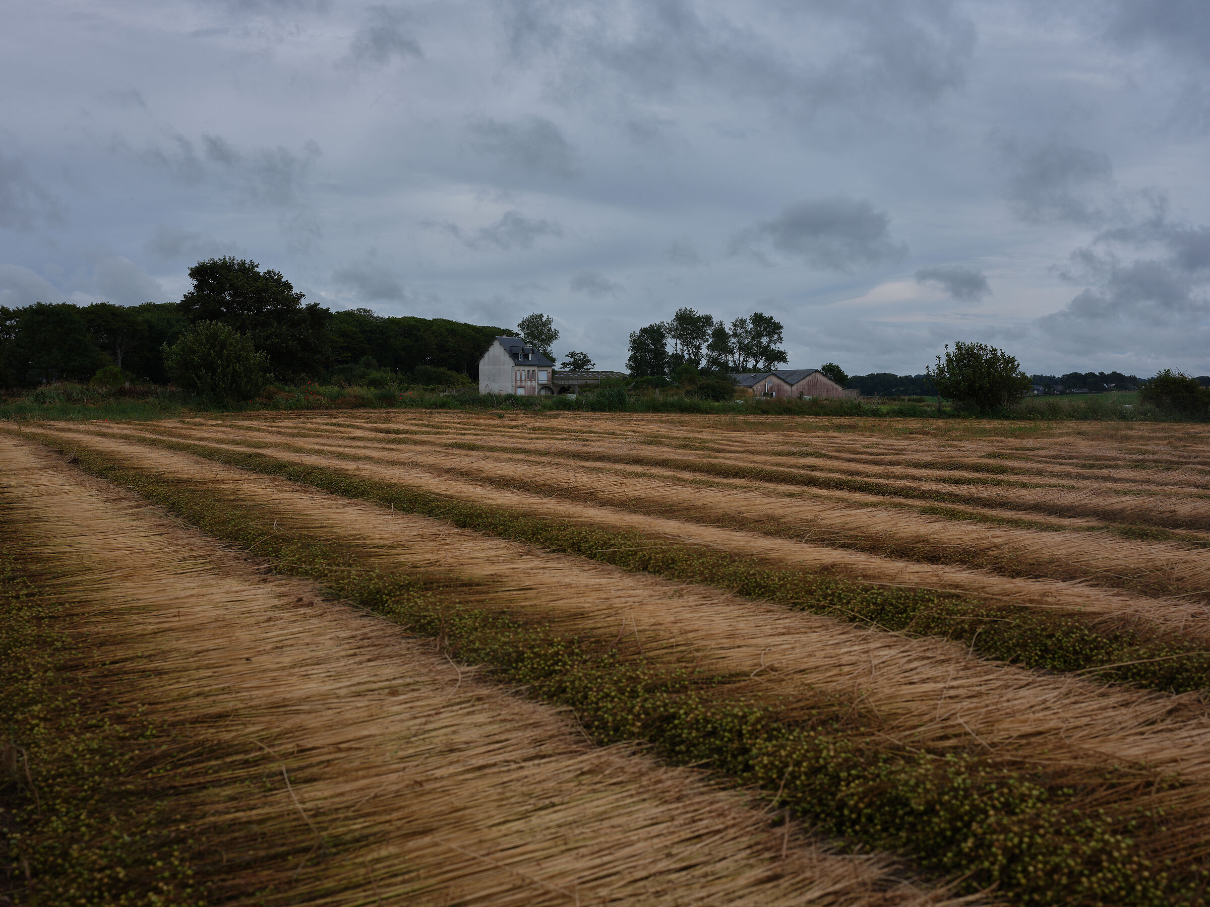 Normandy, Heuqueville, flax field