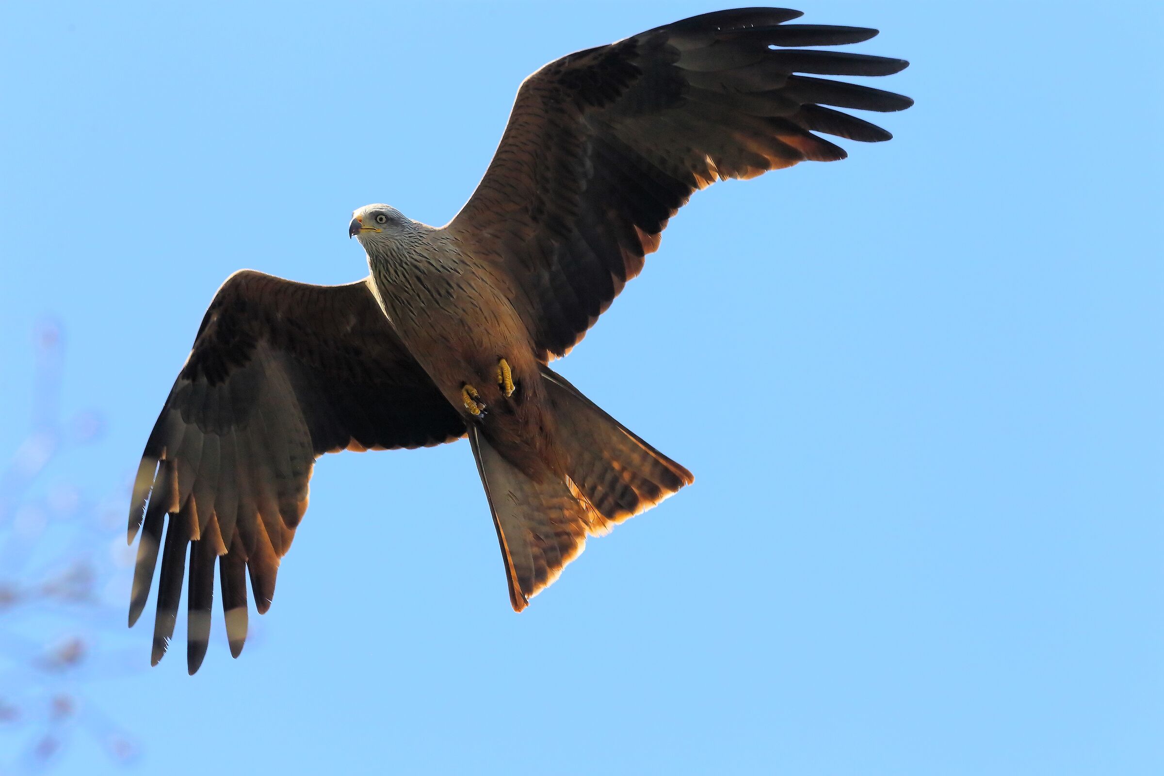 Black Kite 04 April 2024 - 7588