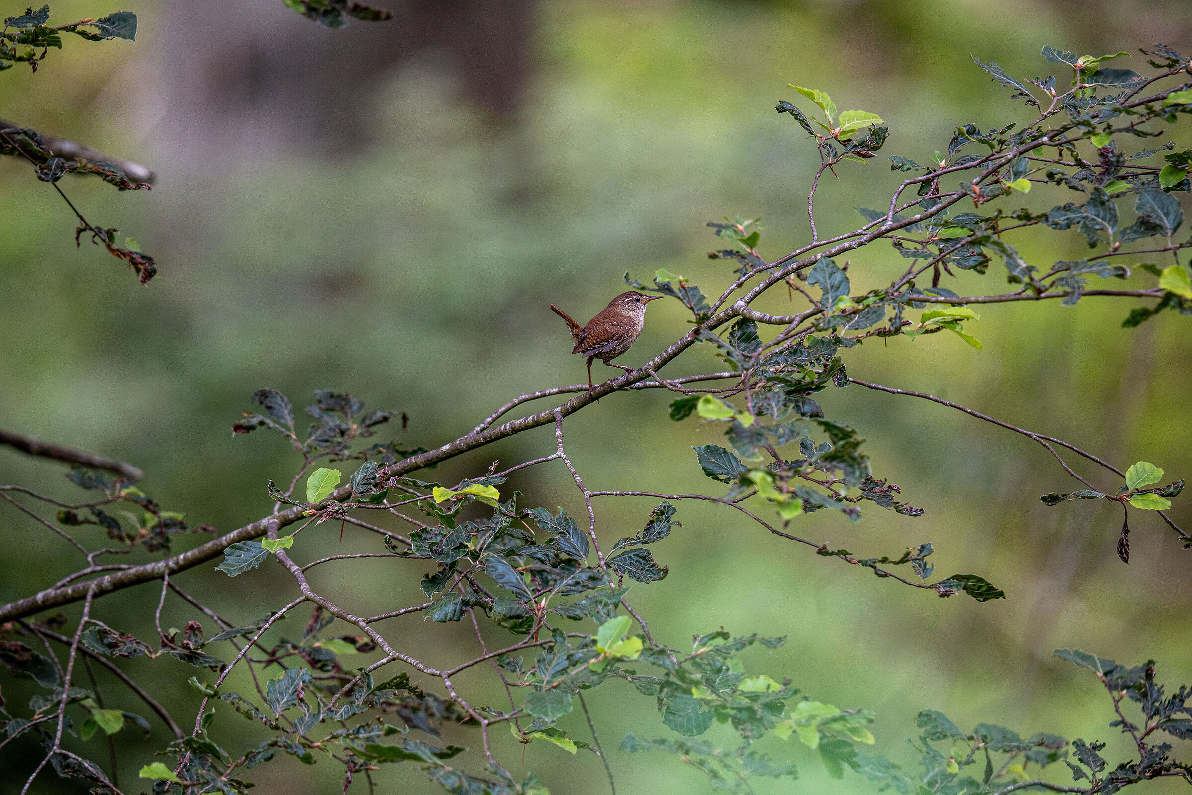 nel regno del piccolo scricciolo