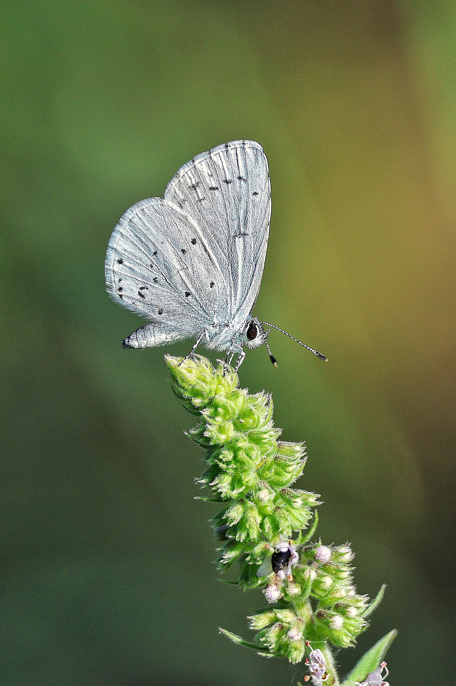 Celastrina argiolu