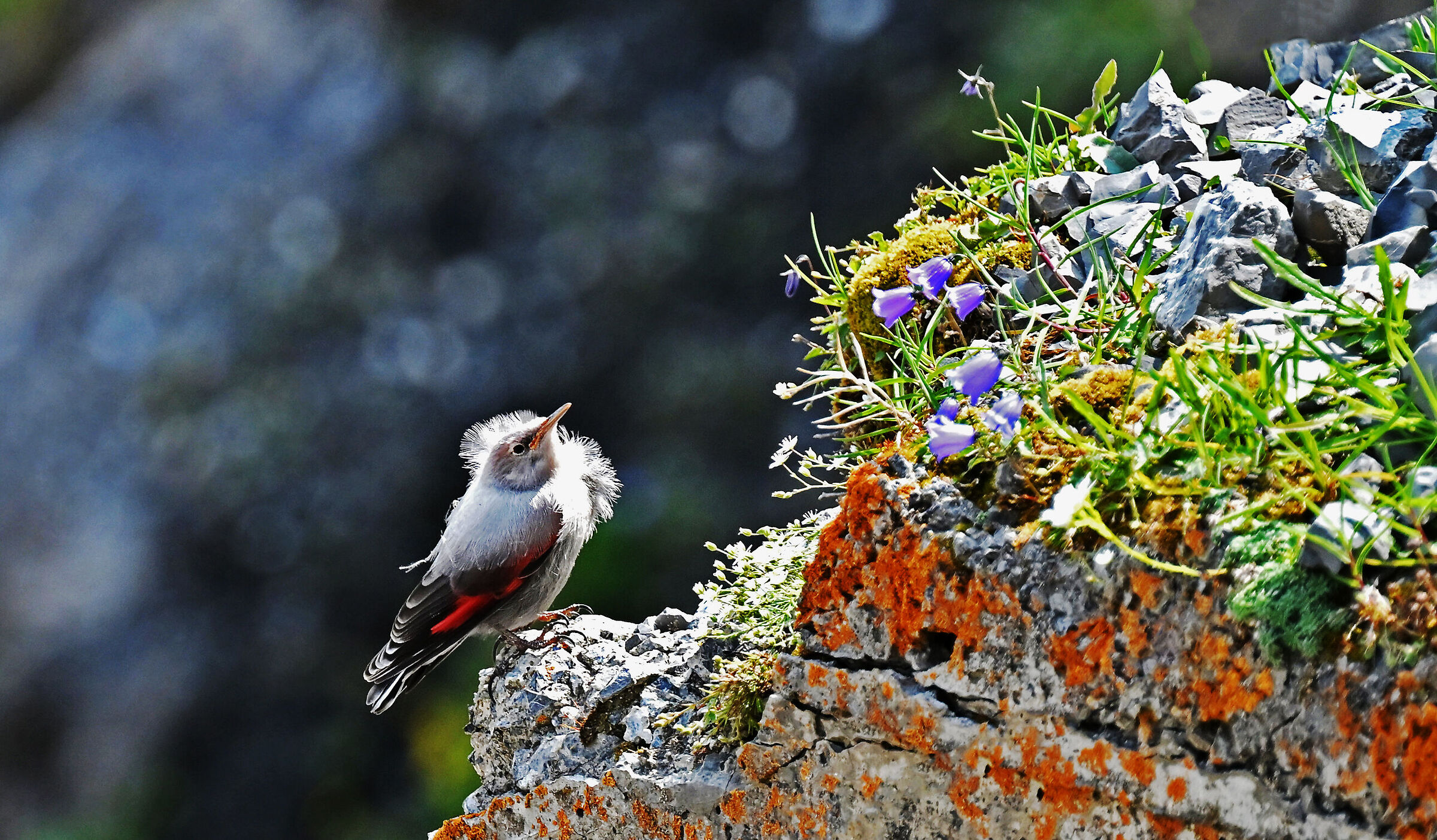 Young wallcreeper