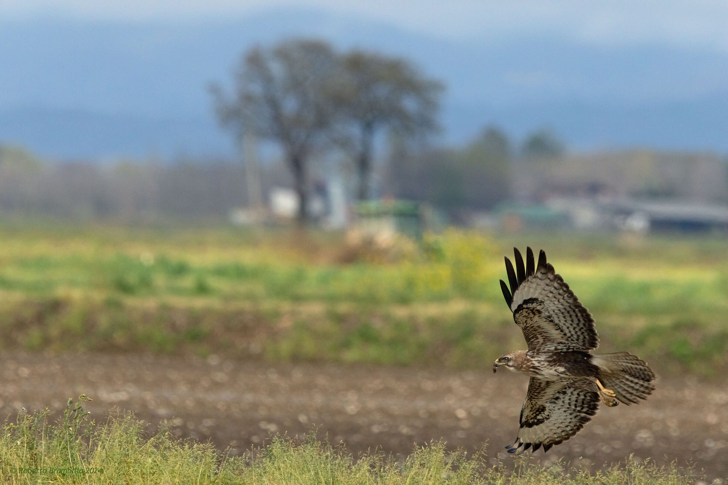 Buzzard