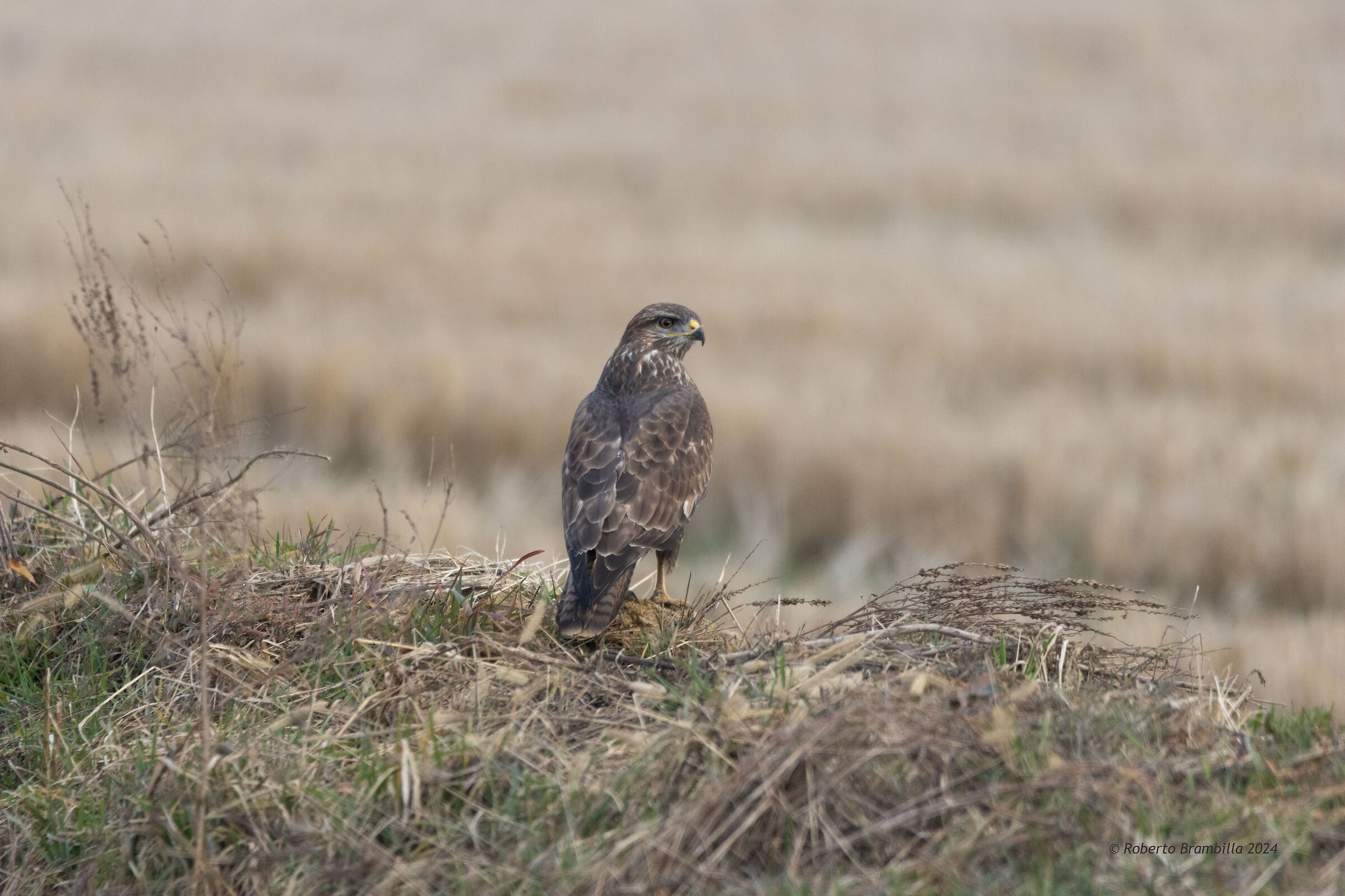 Buzzard