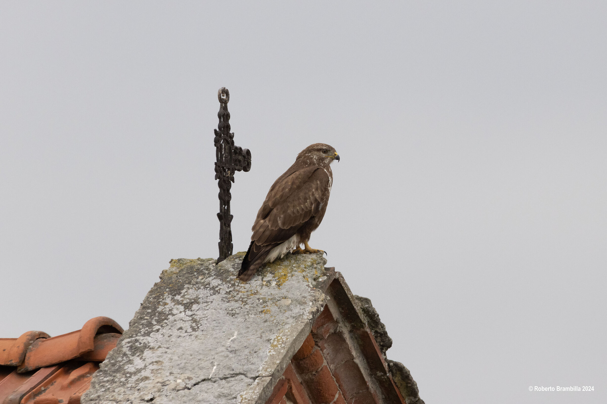 Buzzard