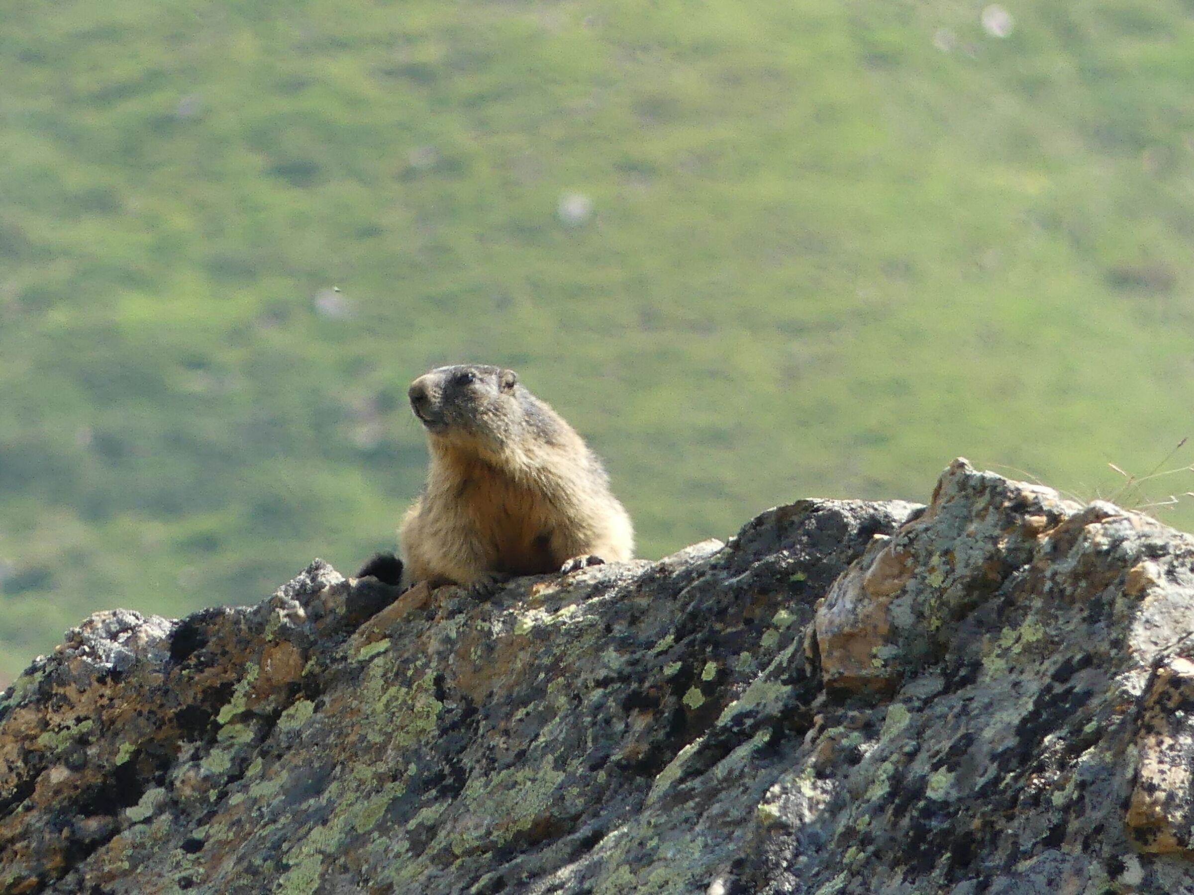 marmot