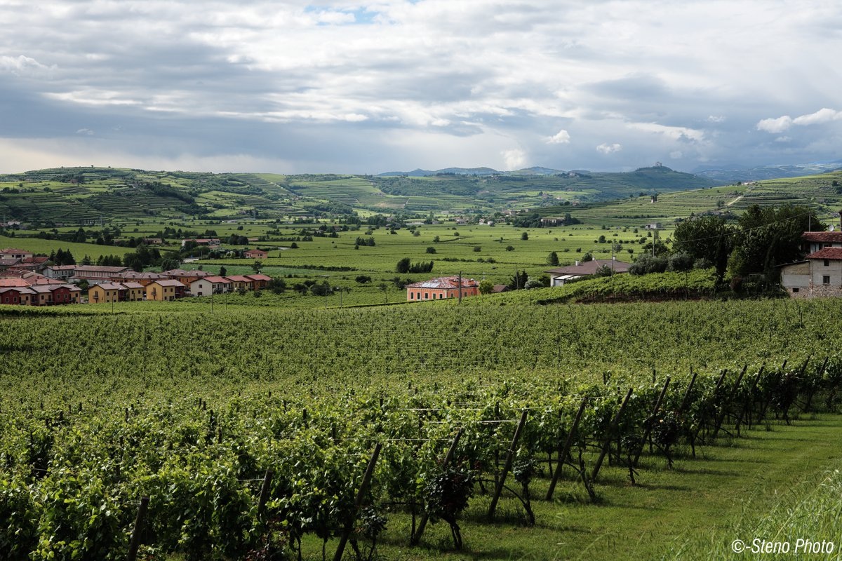 Vineyards as far as the eye