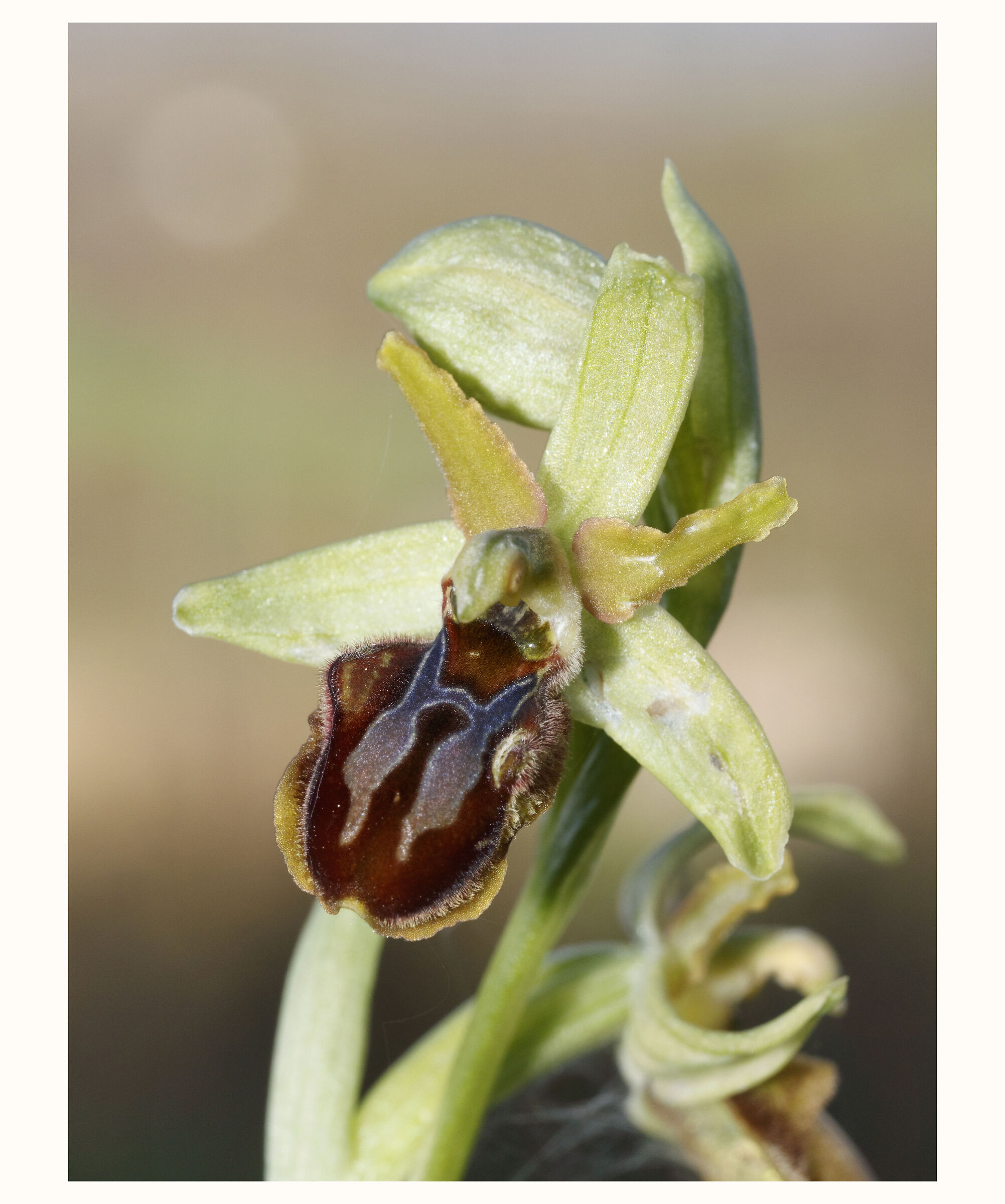 Ophrys 1