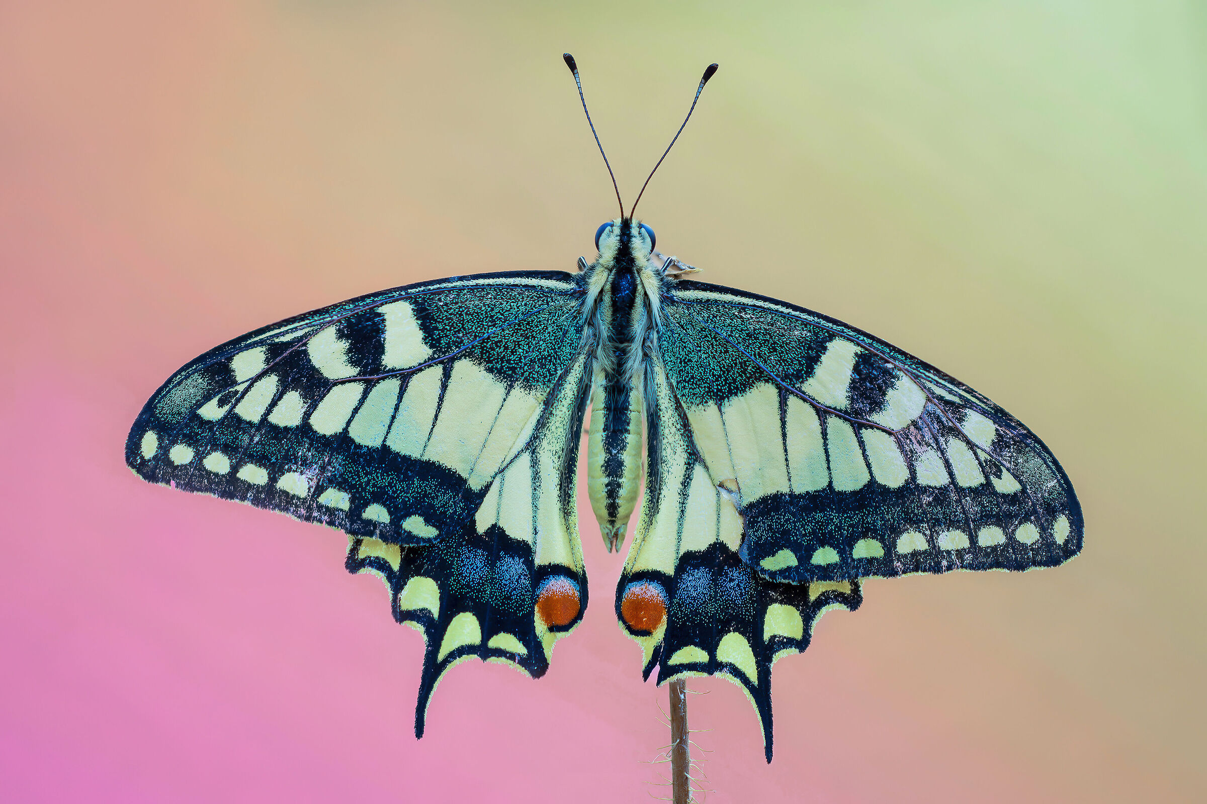 Papilio machaon