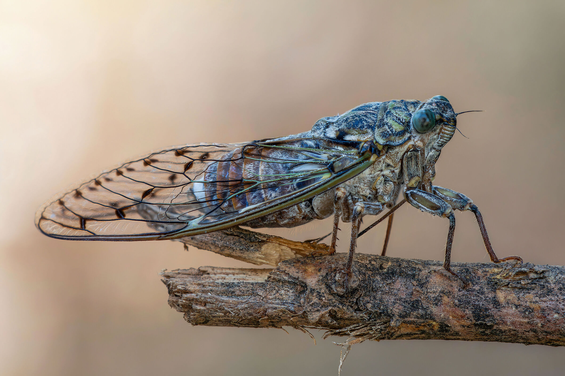 Cicada